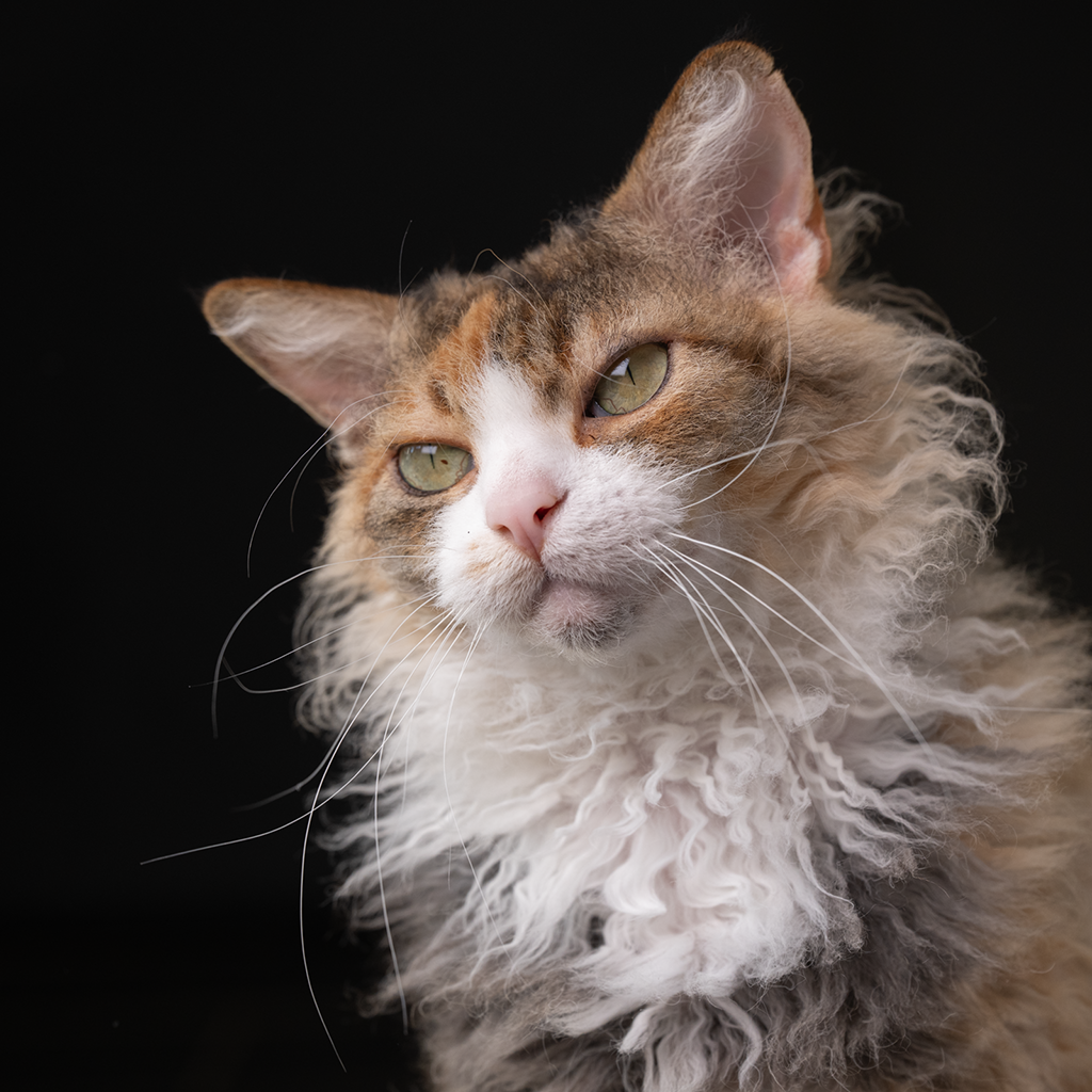 S*ÄgirsHus BC Rröskva