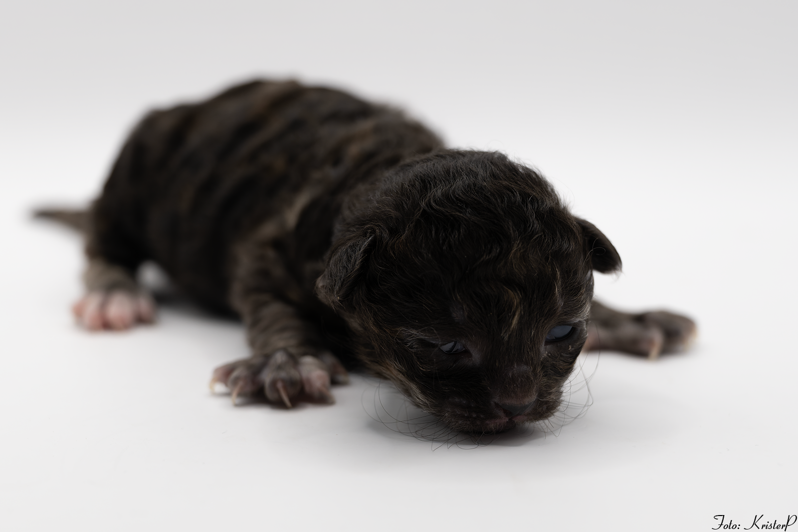 001 1 week old