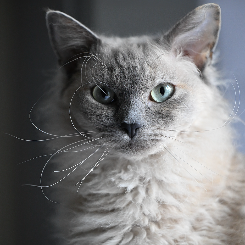 S*ÄgirsHus BC bbBolla