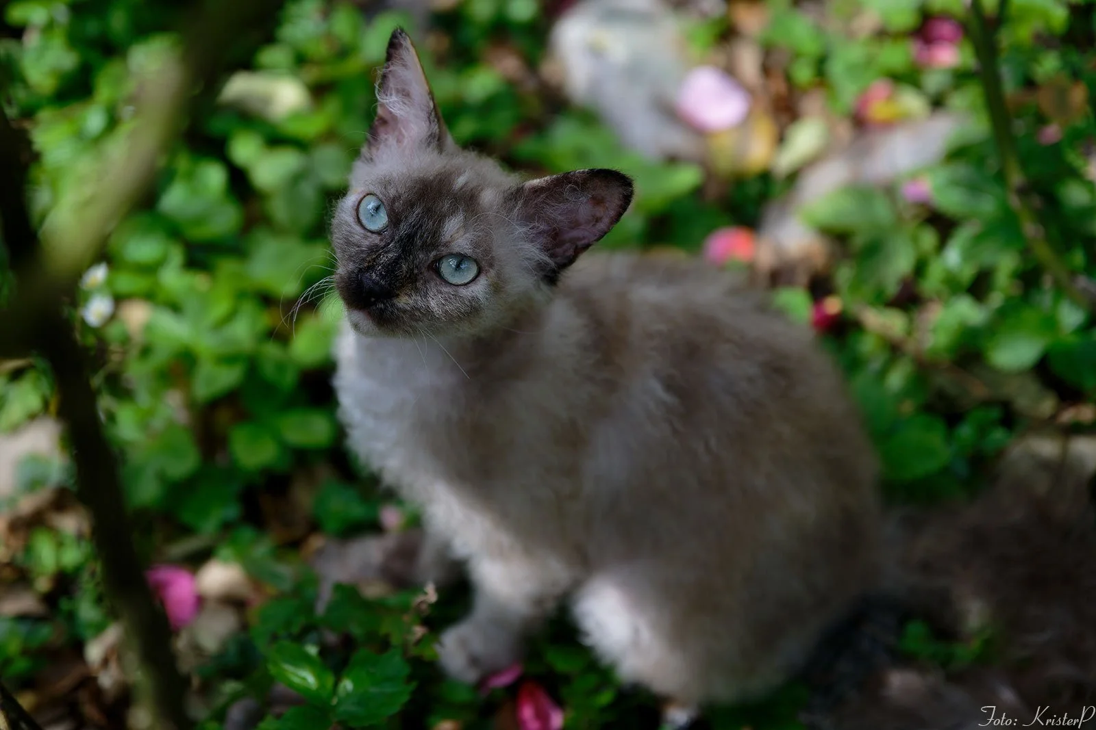 S*ÄgirsHus BC Ååska