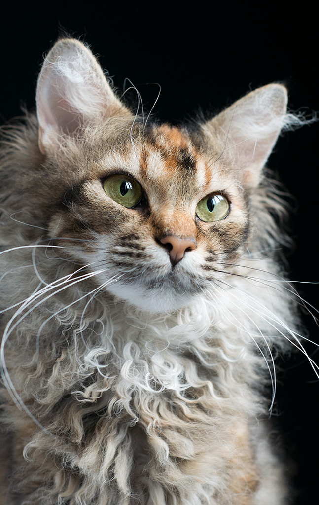 S*ÄgirsHus BC Nertus