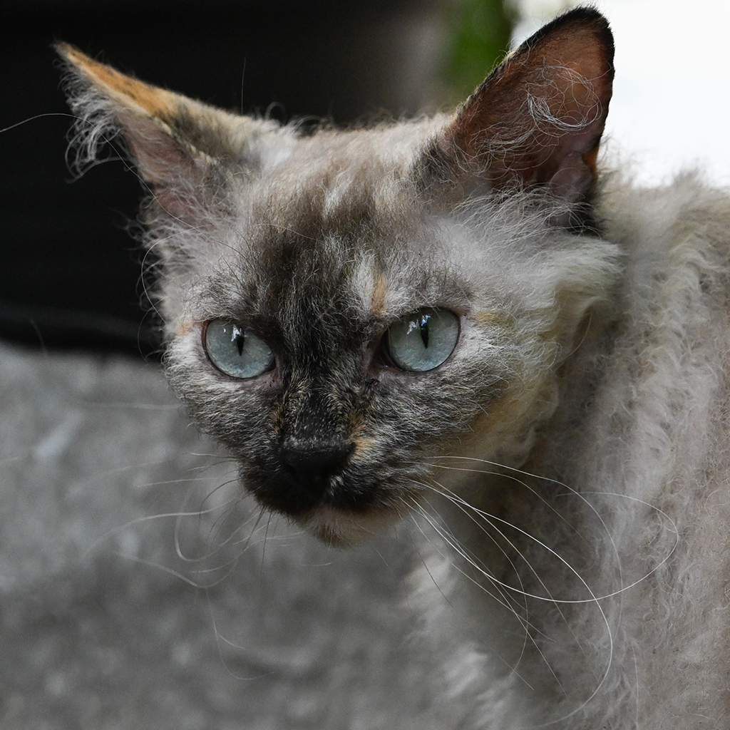 S*ÄgirsHus BC Ååska