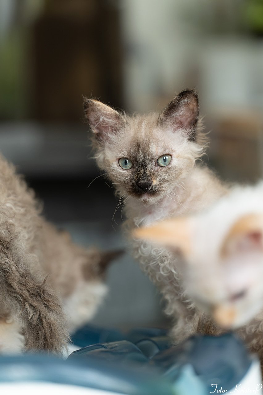 LaPerm kitten S*ÄgirsHus BC Ååska