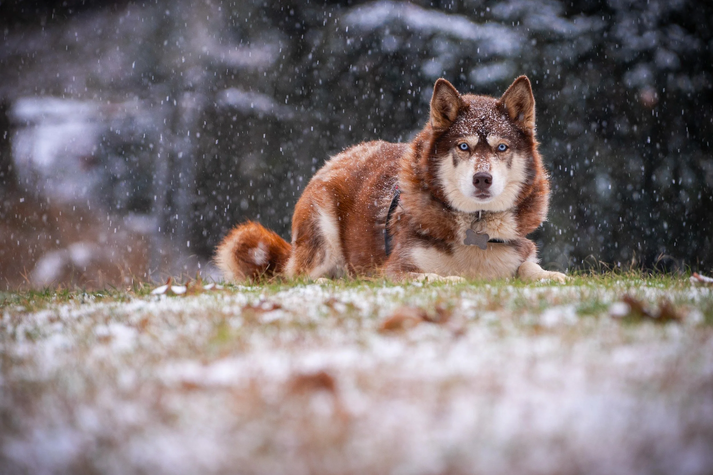 Snow Duma Koye-11.jpg