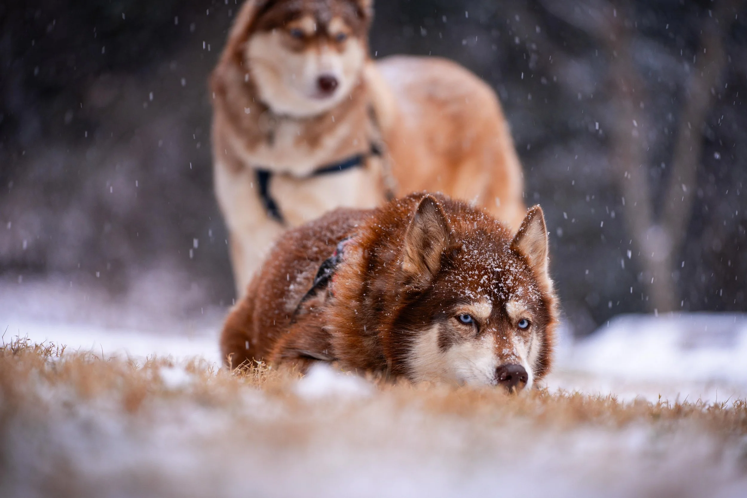 Snow Duma Koye-20.jpg