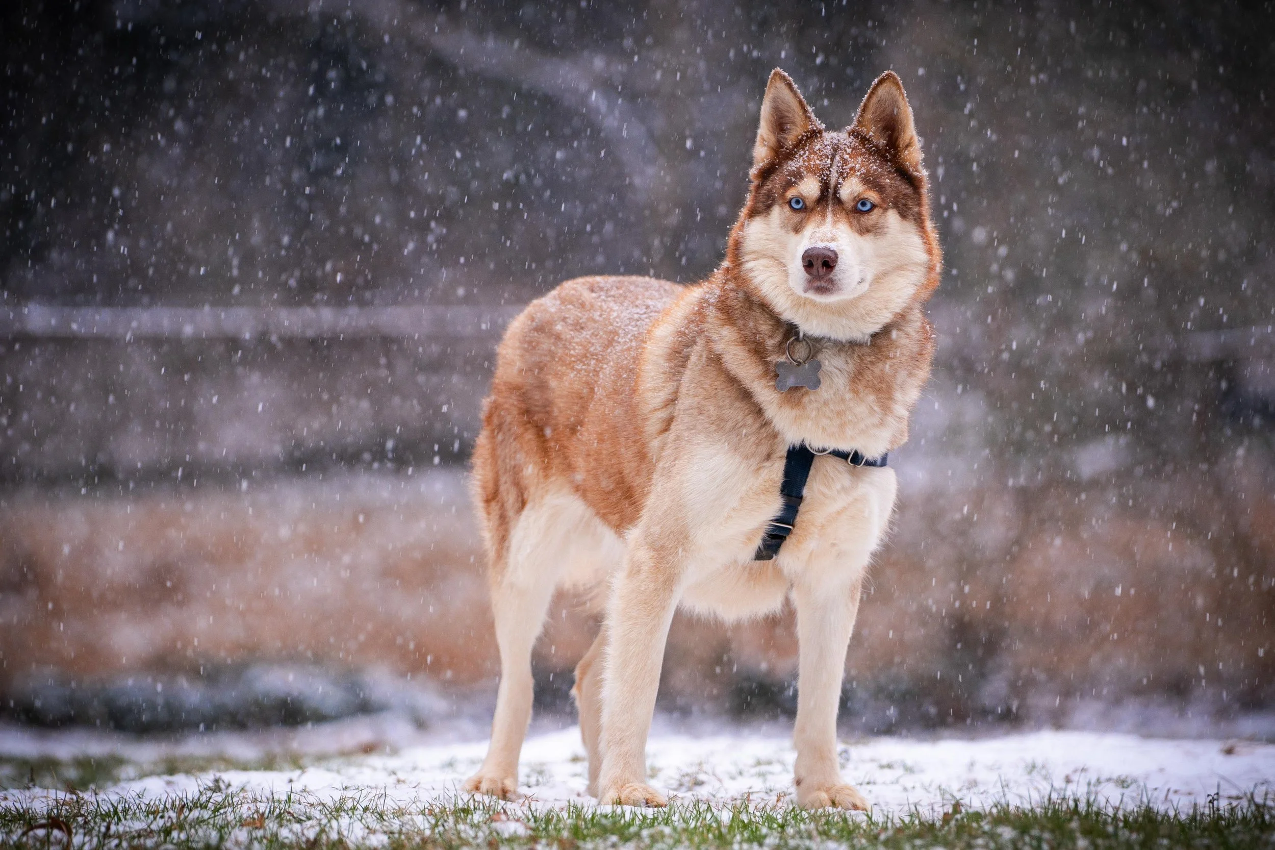 Snow Duma Koye-13.jpg