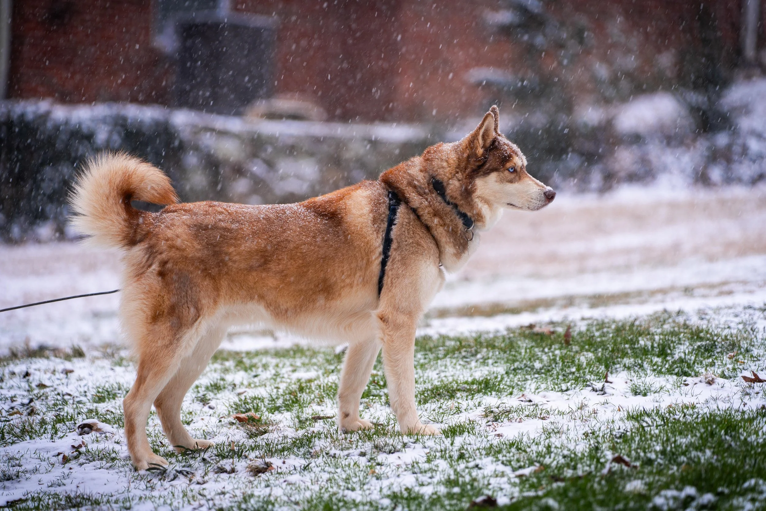 Snow Duma Koye-5.jpg