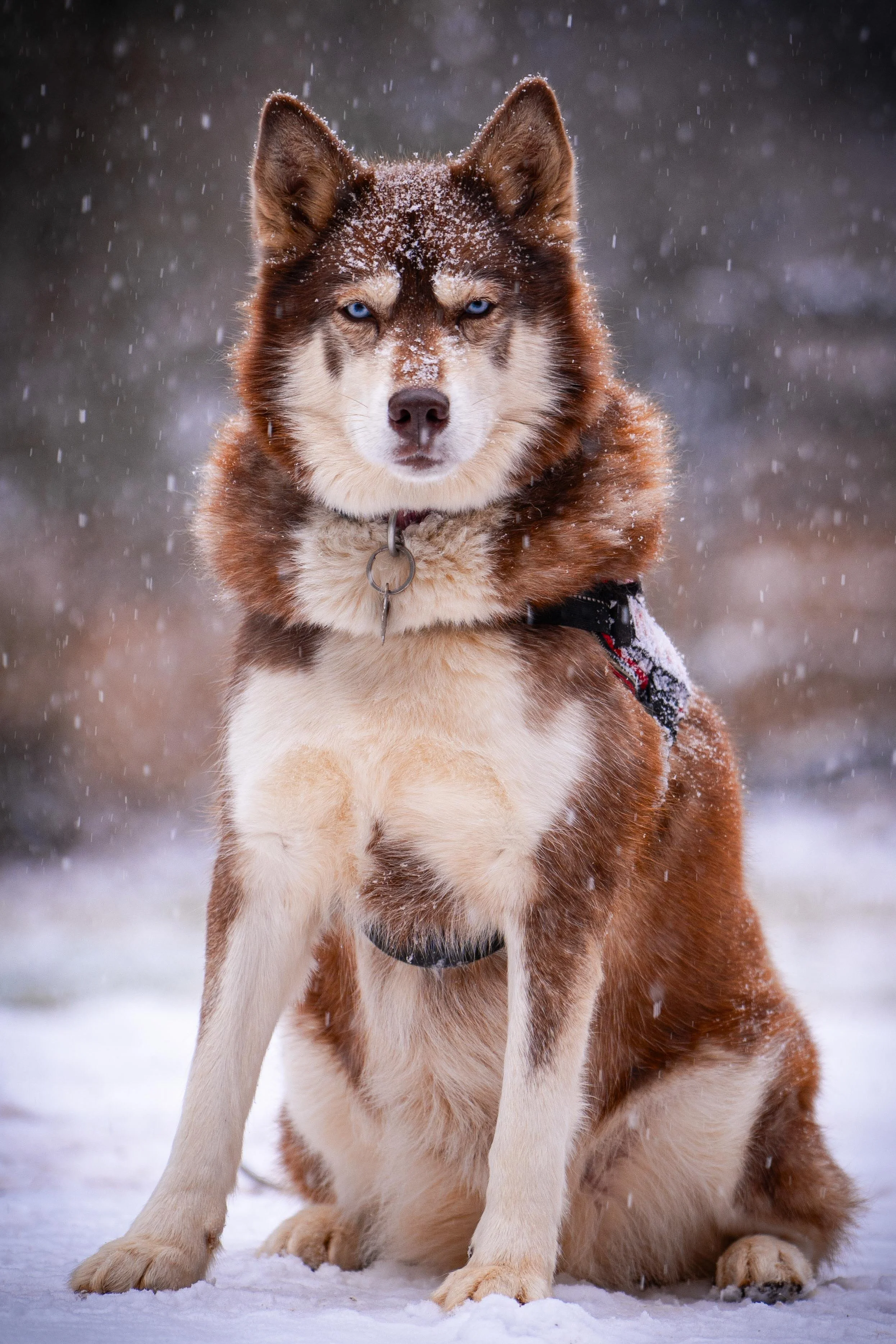 Snow Duma Koye-14.jpg