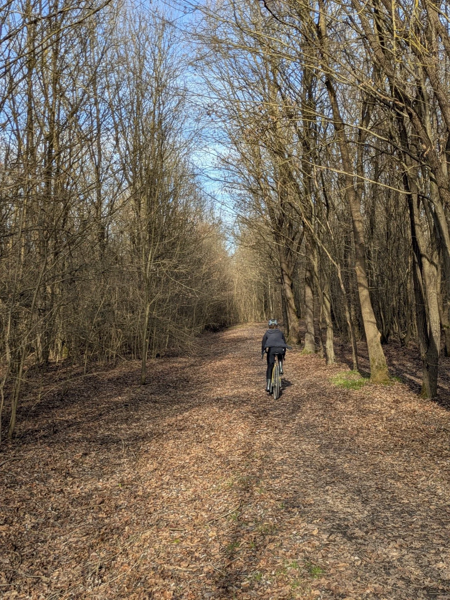 A person riding a bicycle on a leaf-covered trail through a leafless forest under a blue sky.