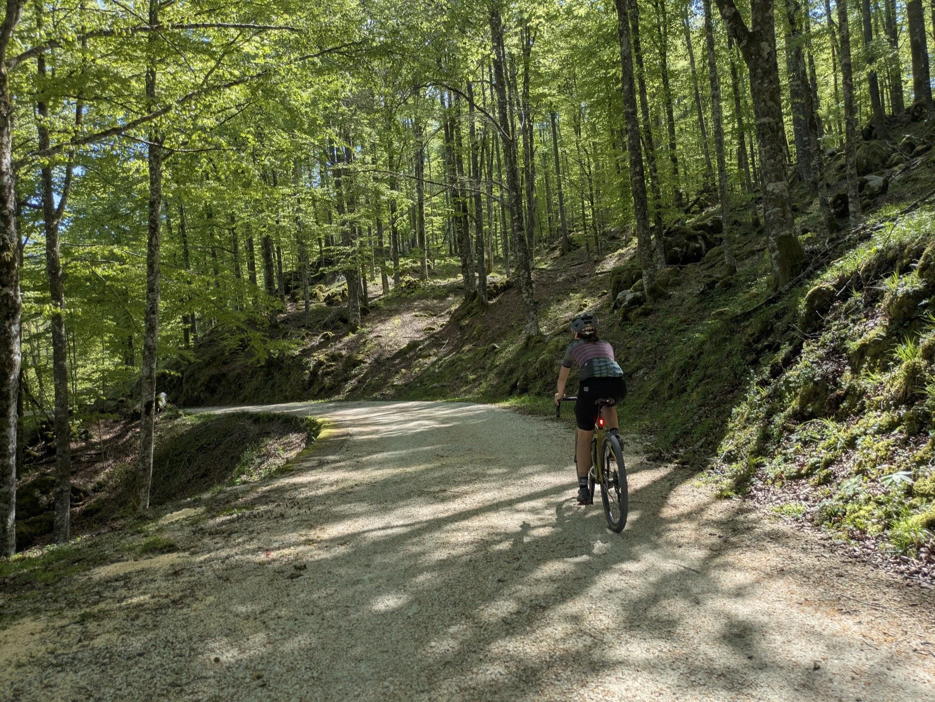 A person riding a bicycle on a forest trail surrounded by green trees.