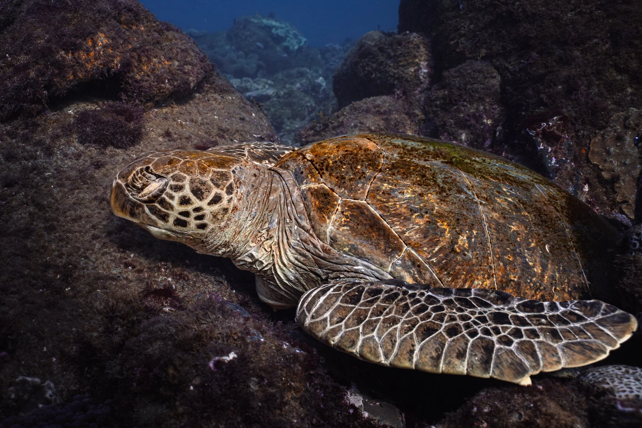 HammoHead Turtle 1-1.jpg