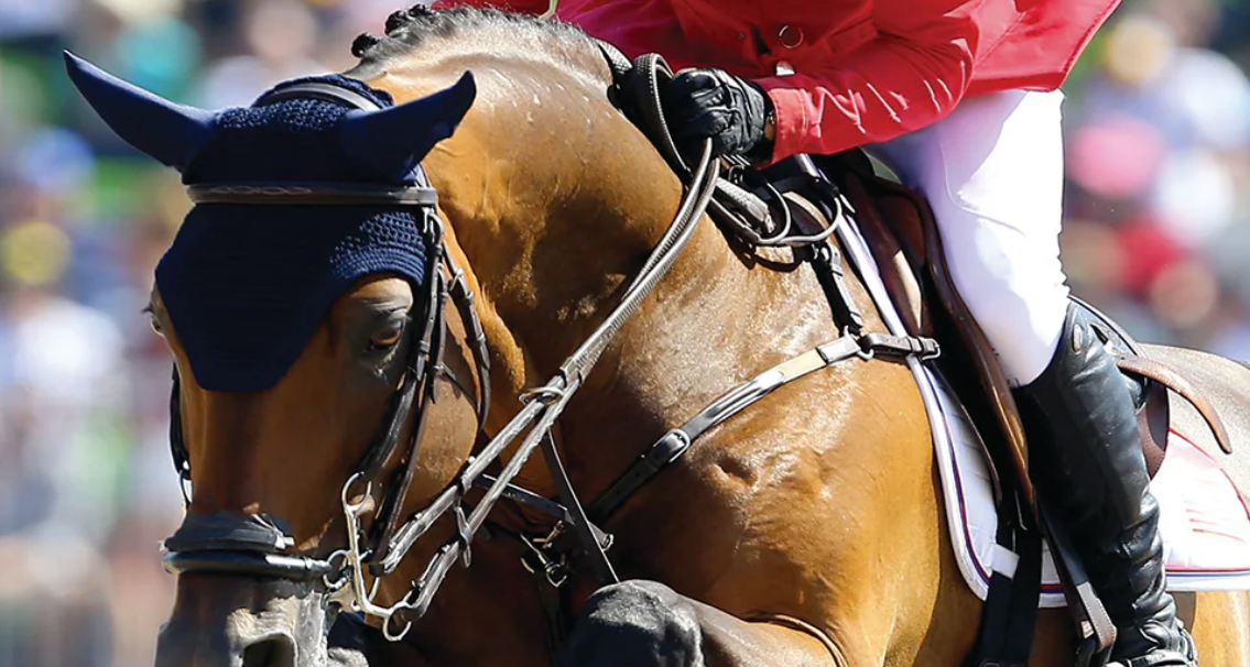 Saddle Fit Assessment