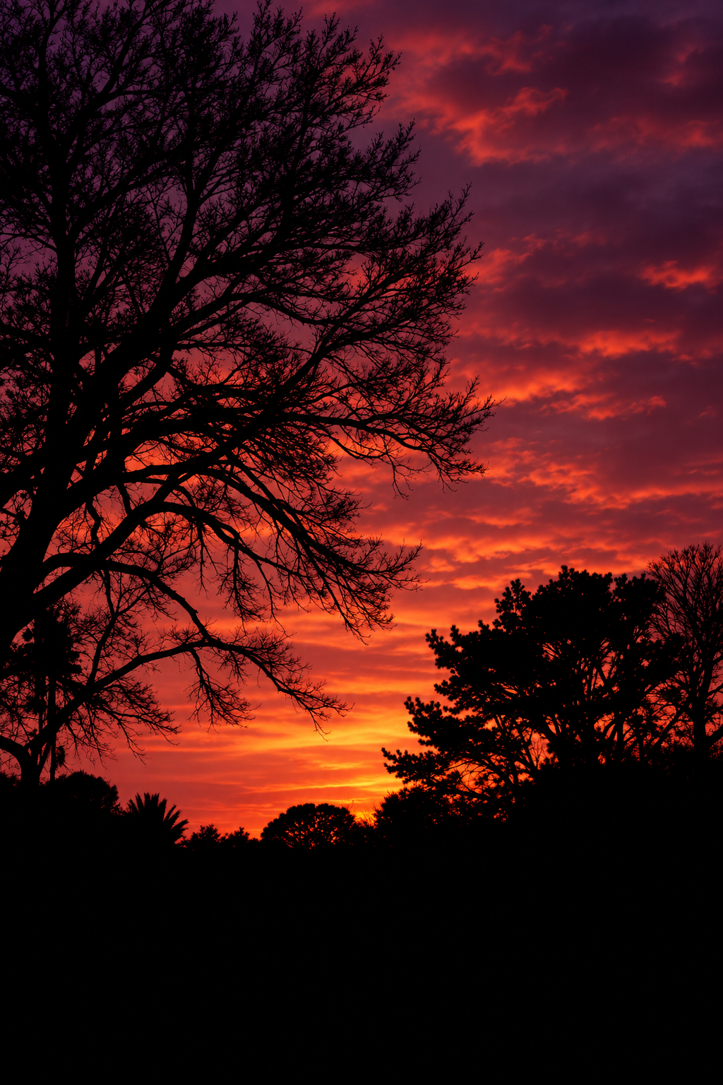 Silhouettes of trees against a colorful sunset sky with shades of orange, pink, purple, and red.