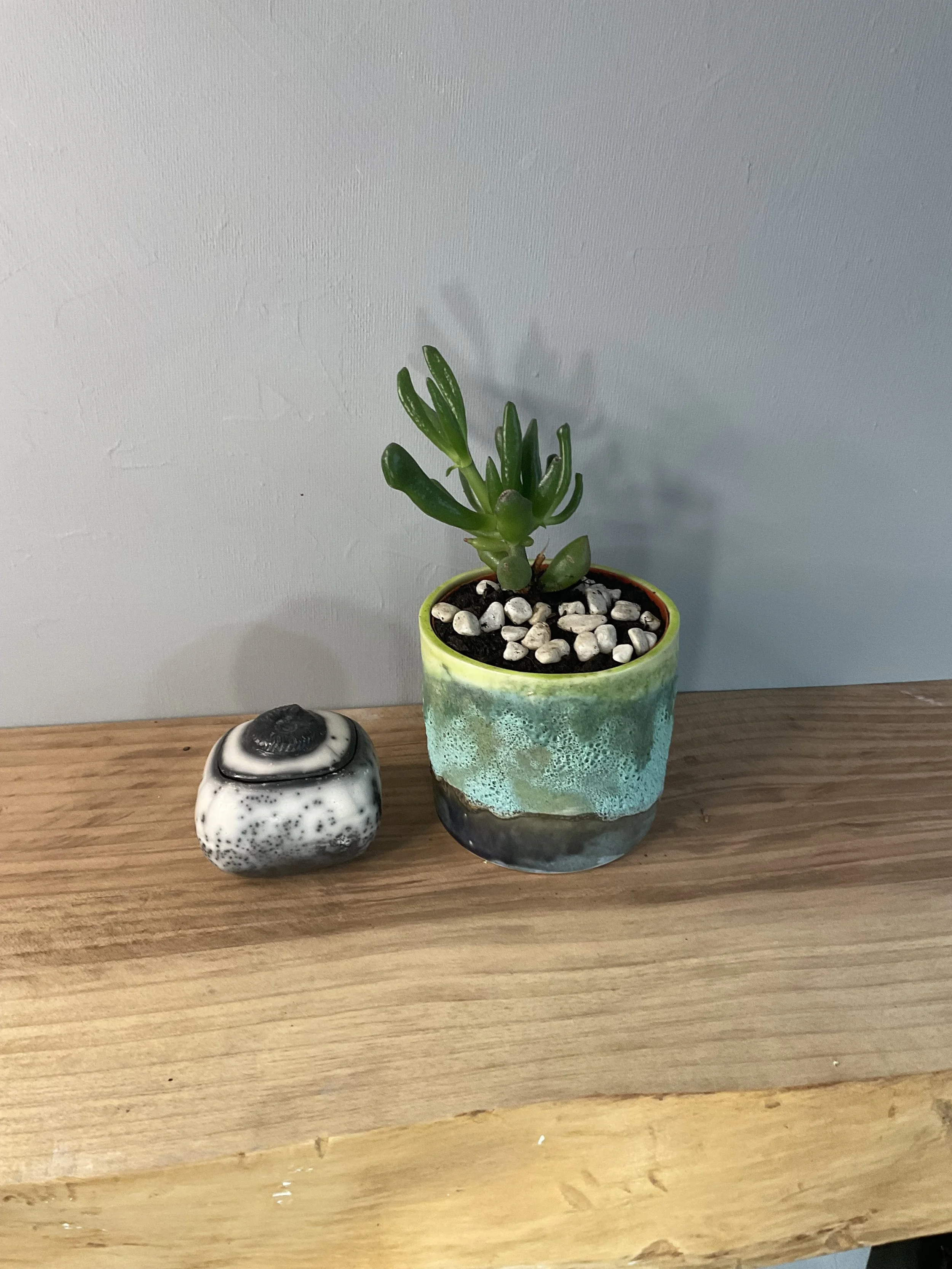 Square Ammonite Box small