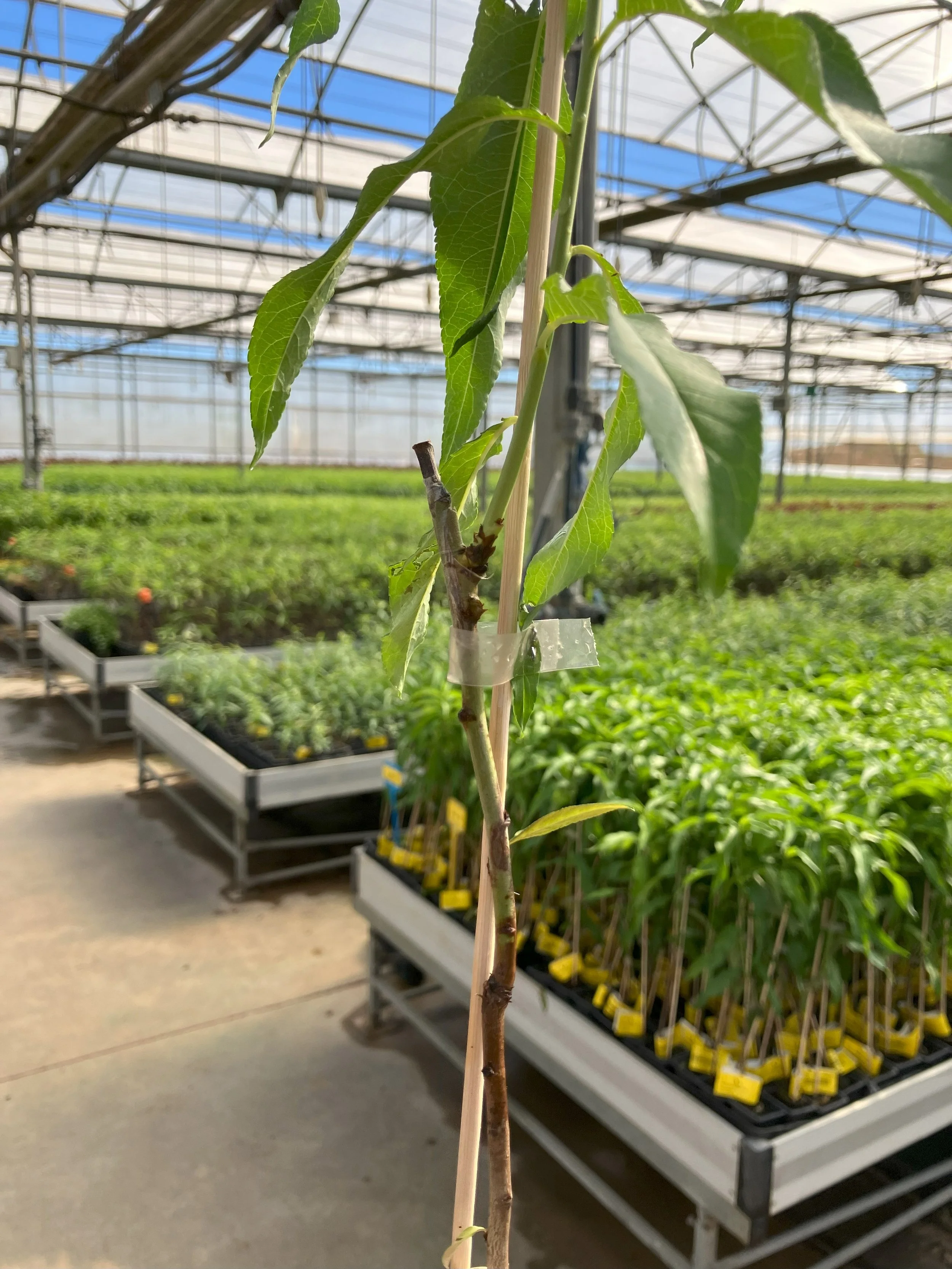 Agromillora Almond Grafting Microbudding