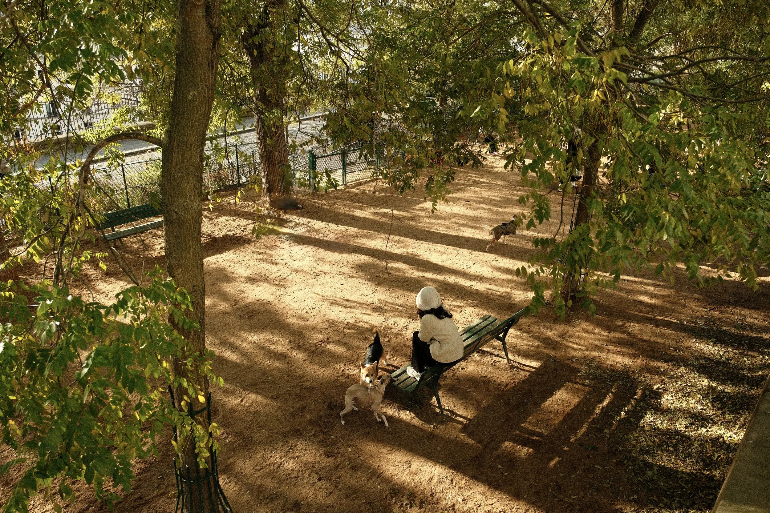 Une personne assise sur un banc dans un parc entouré d'arbres, jouant avec des chiens. Deux chiens près de la personne, et deux autres chiens en arrière-plan. La scène est éclairée par la lumière du soleil filtrant à travers les arbres.