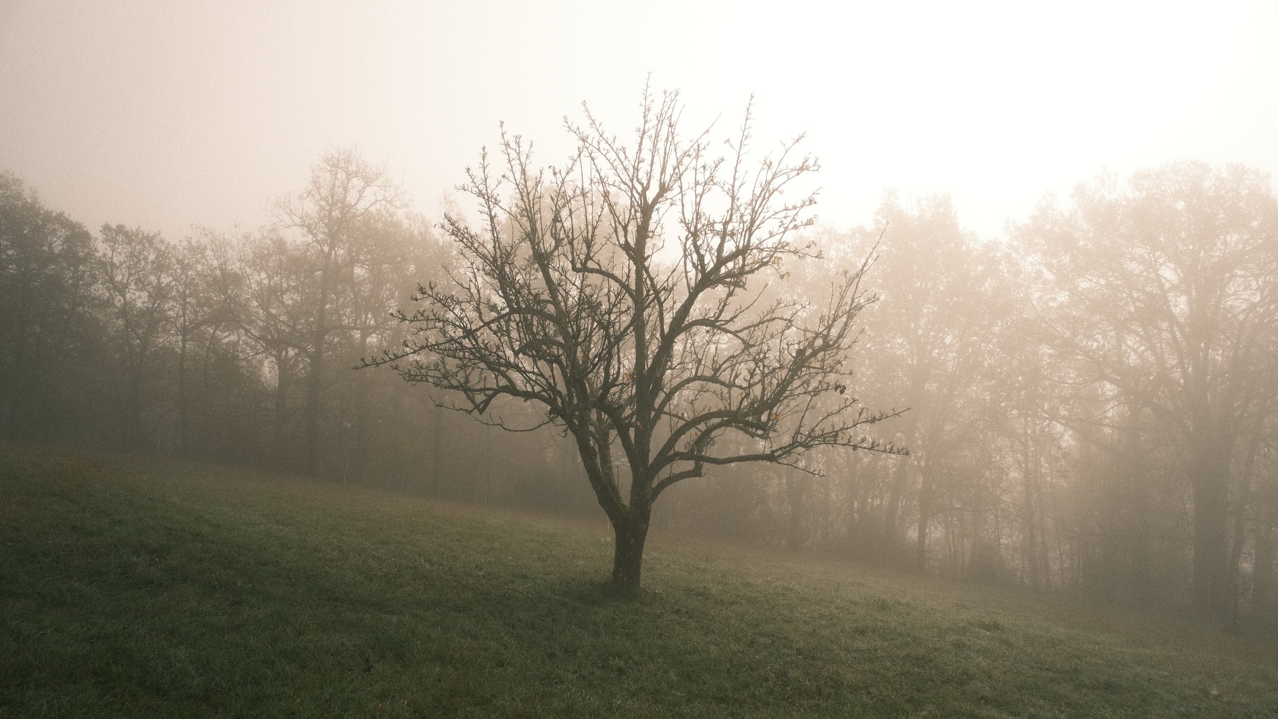 Arbre seul dans une brume matinale sur une colline, arbres en arrière-plan, ciel clair.