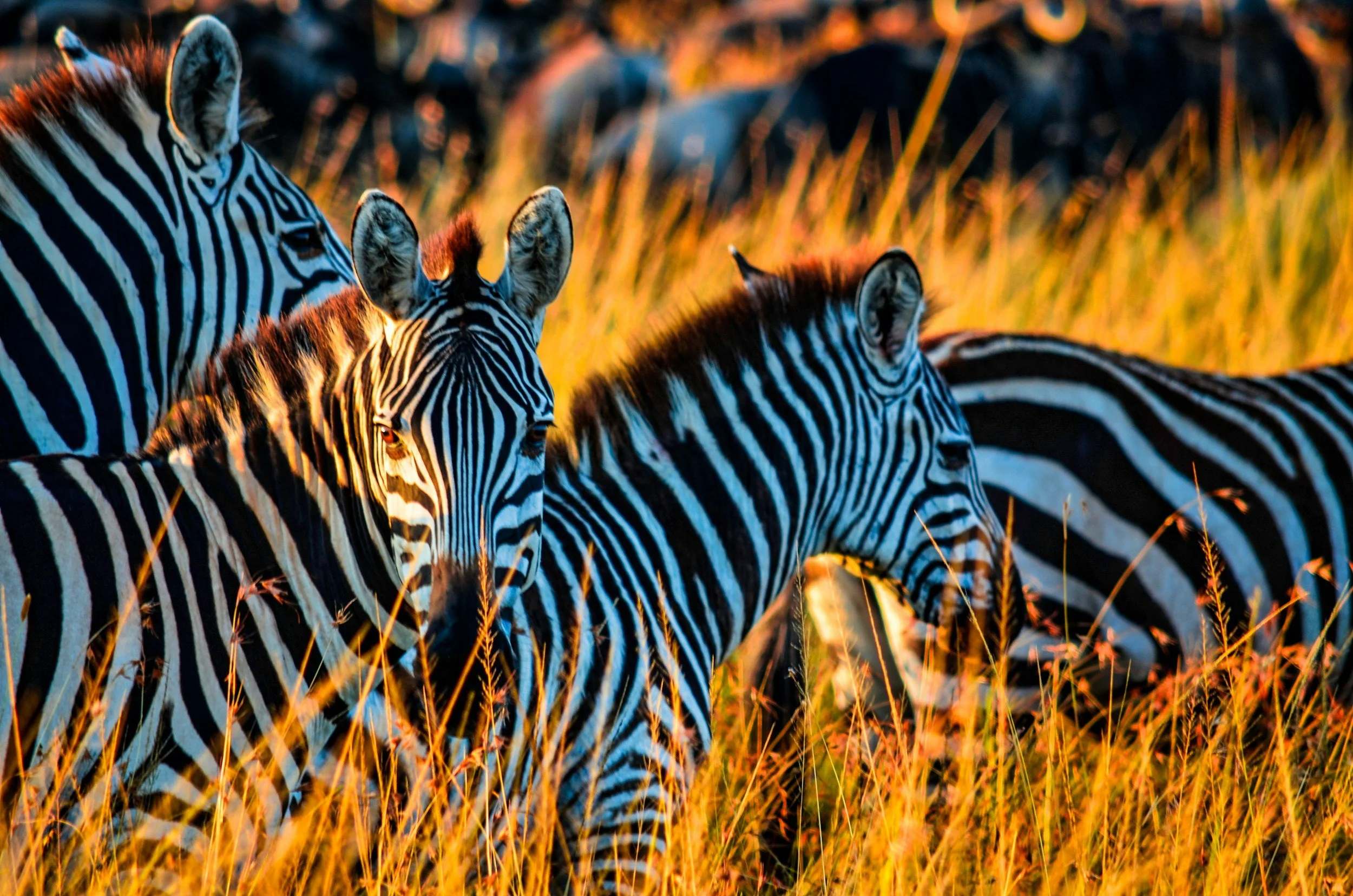 A group of zebras standing in tall grass at sunset.