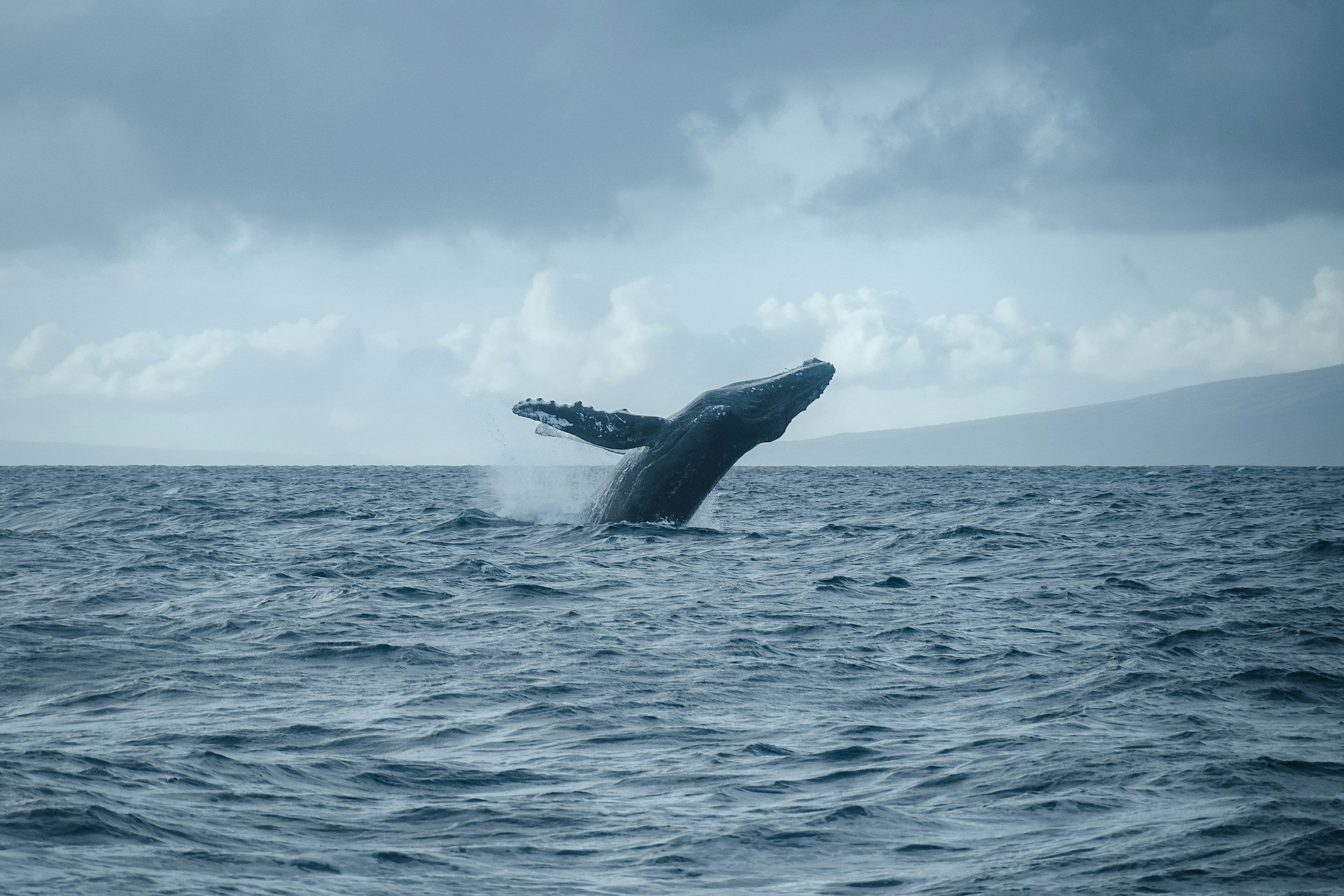 A whale breaching the ocean surface with cloudy skies in the background.