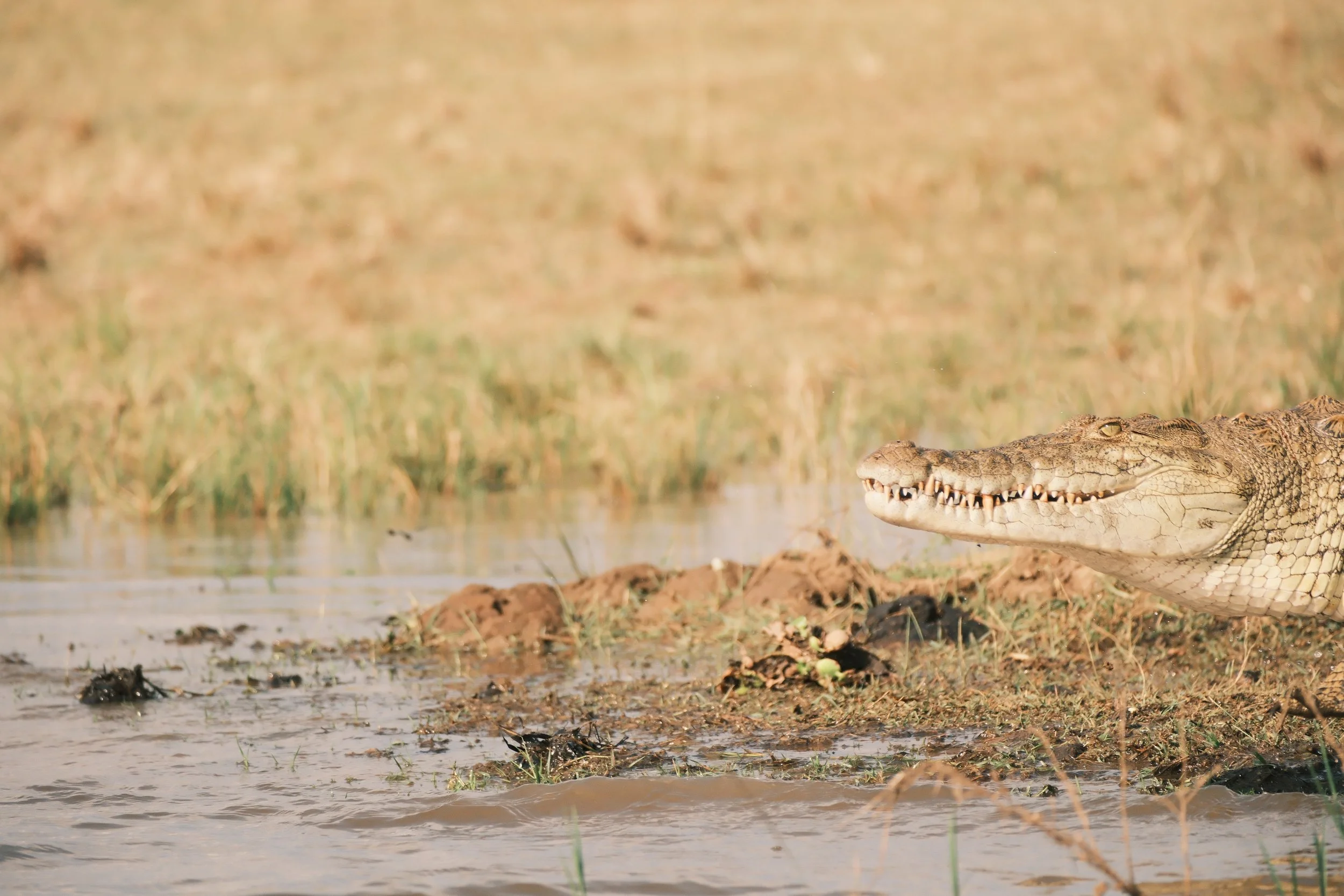 Un crocodile au bord d'une rivière, observant l'eau, avec un arrière-plan de végétation humide.