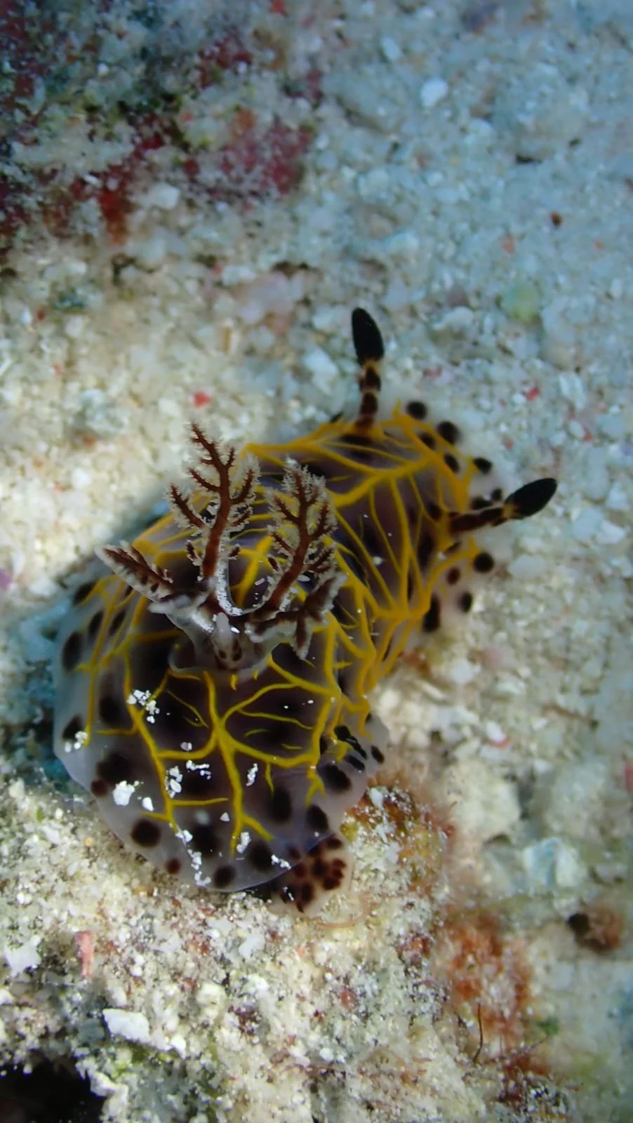Une nudibranche colorée avec des branchies rouges et blanches, sur un fond de sable blanc. 