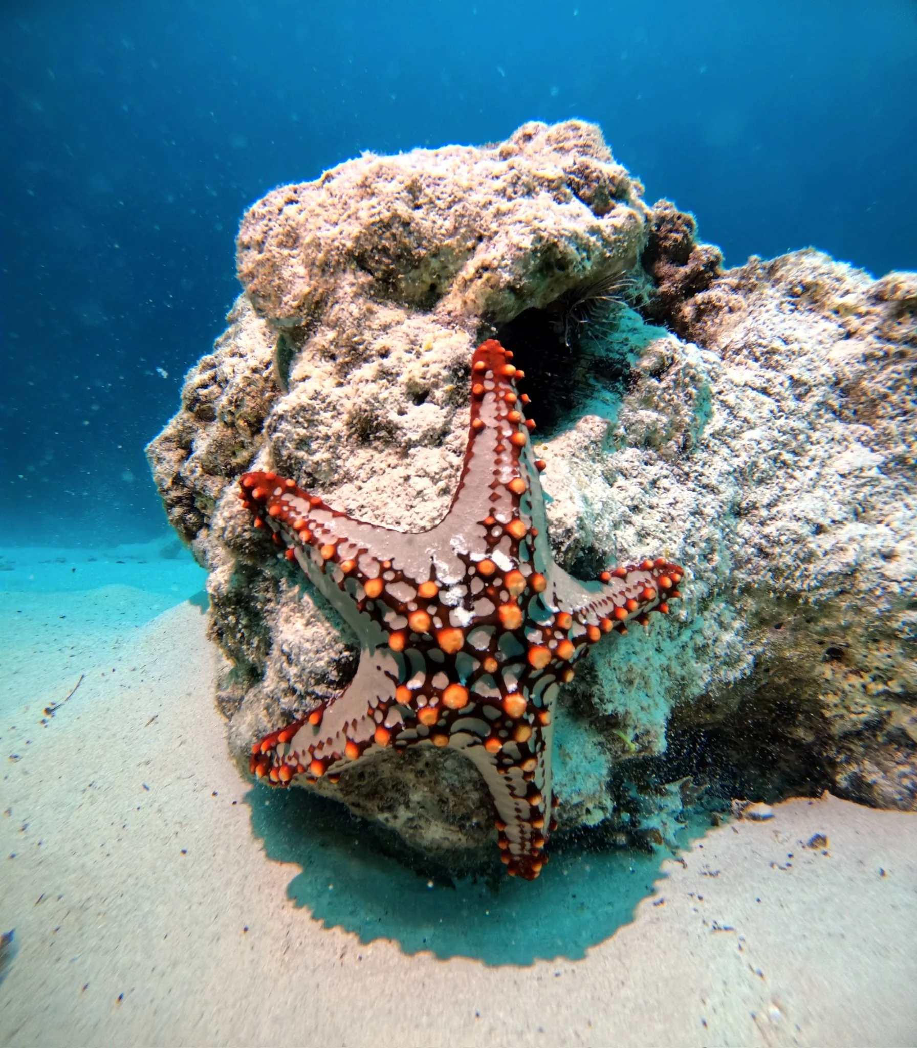 Étoile de mer colorée sur un rocher sous l'eau.