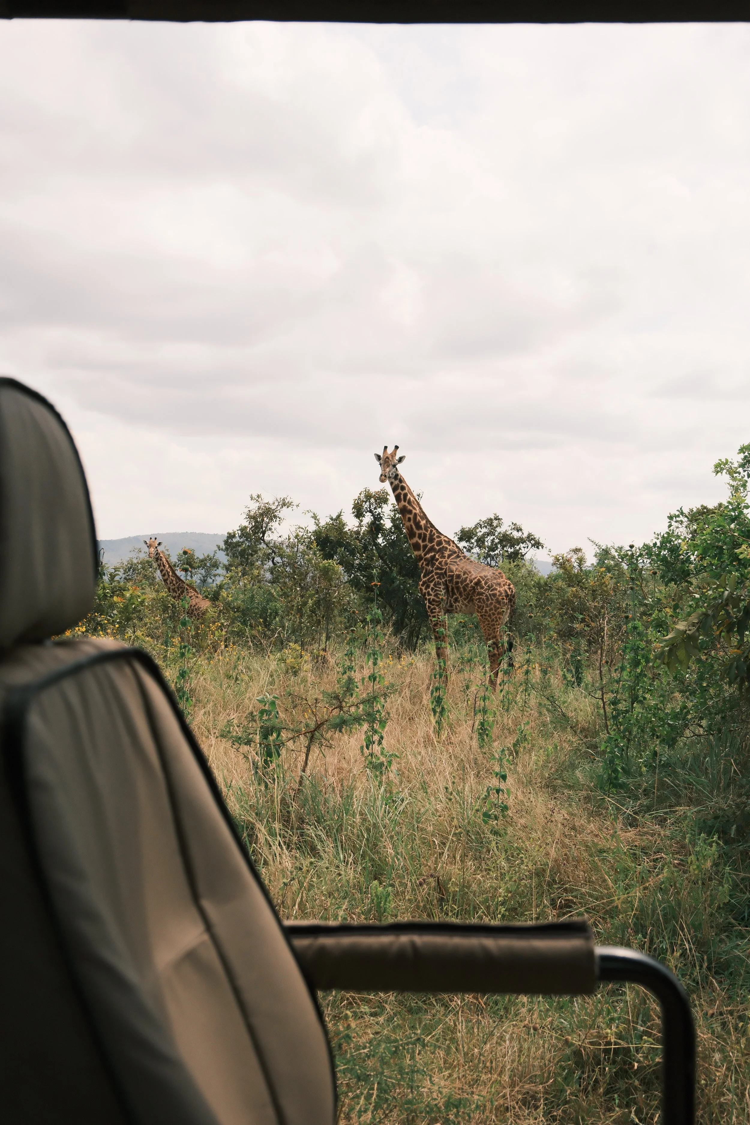 Deux girafes dans la savane, vues depuis un véhicule de safari, avec des arbres et un ciel nuageux en arrière-plan.