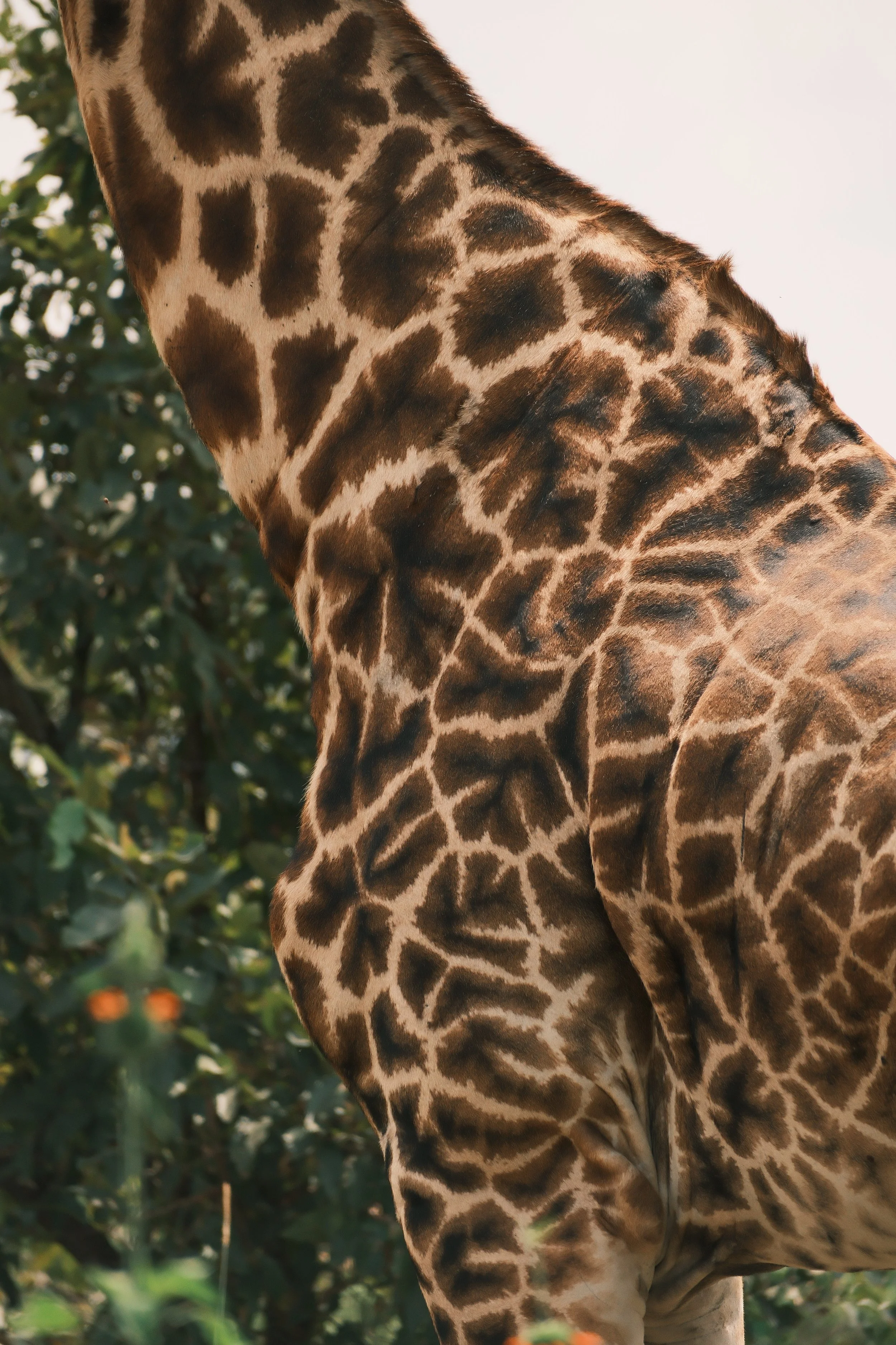 Ventre et partie du cou d'une girafe avec un motif de taches brunes et beiges, en arrière-plan des feuilles.