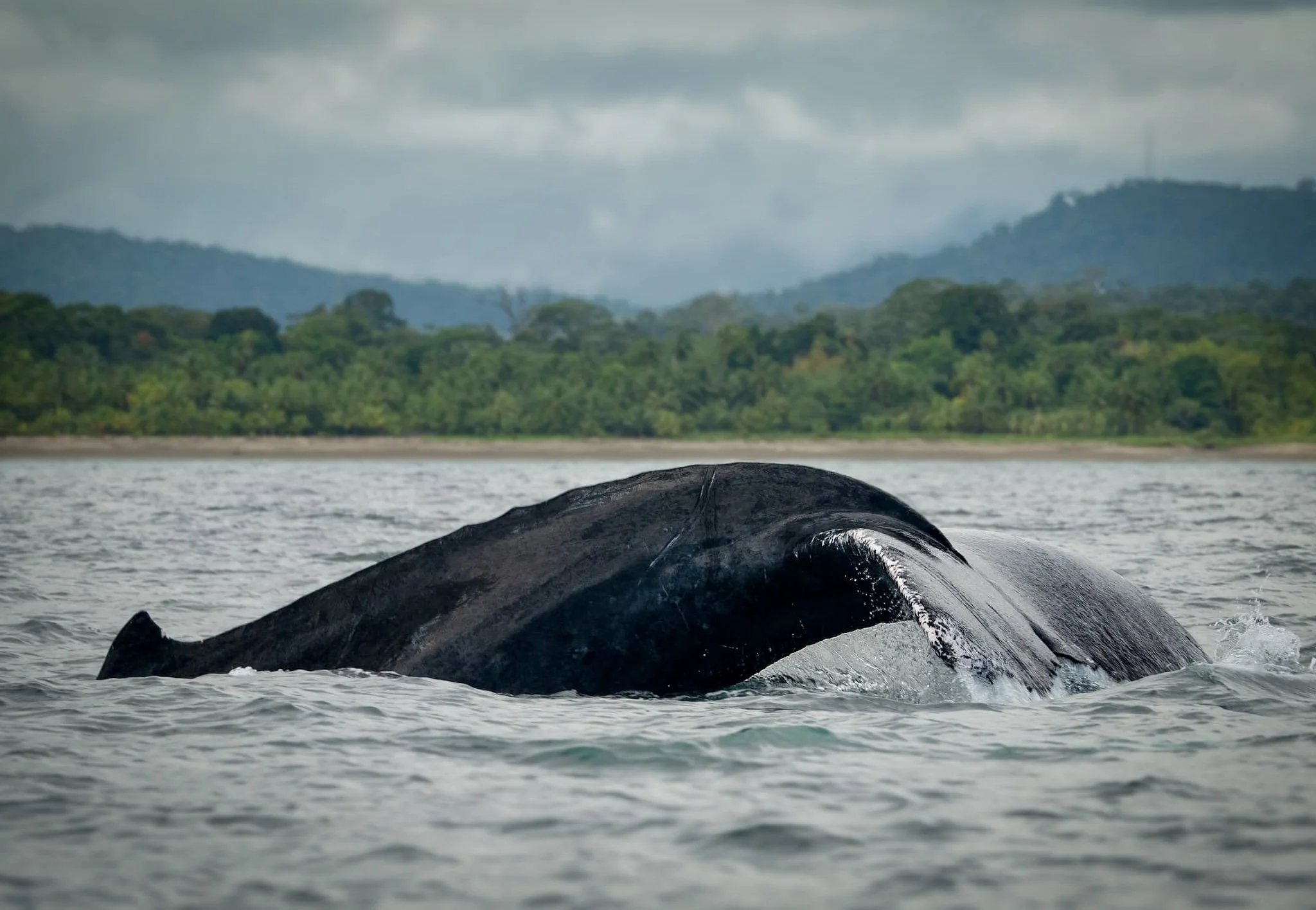 Une baleine nageant à la surface de l'eau avec une forêt et des montagnes en arrière-plan.