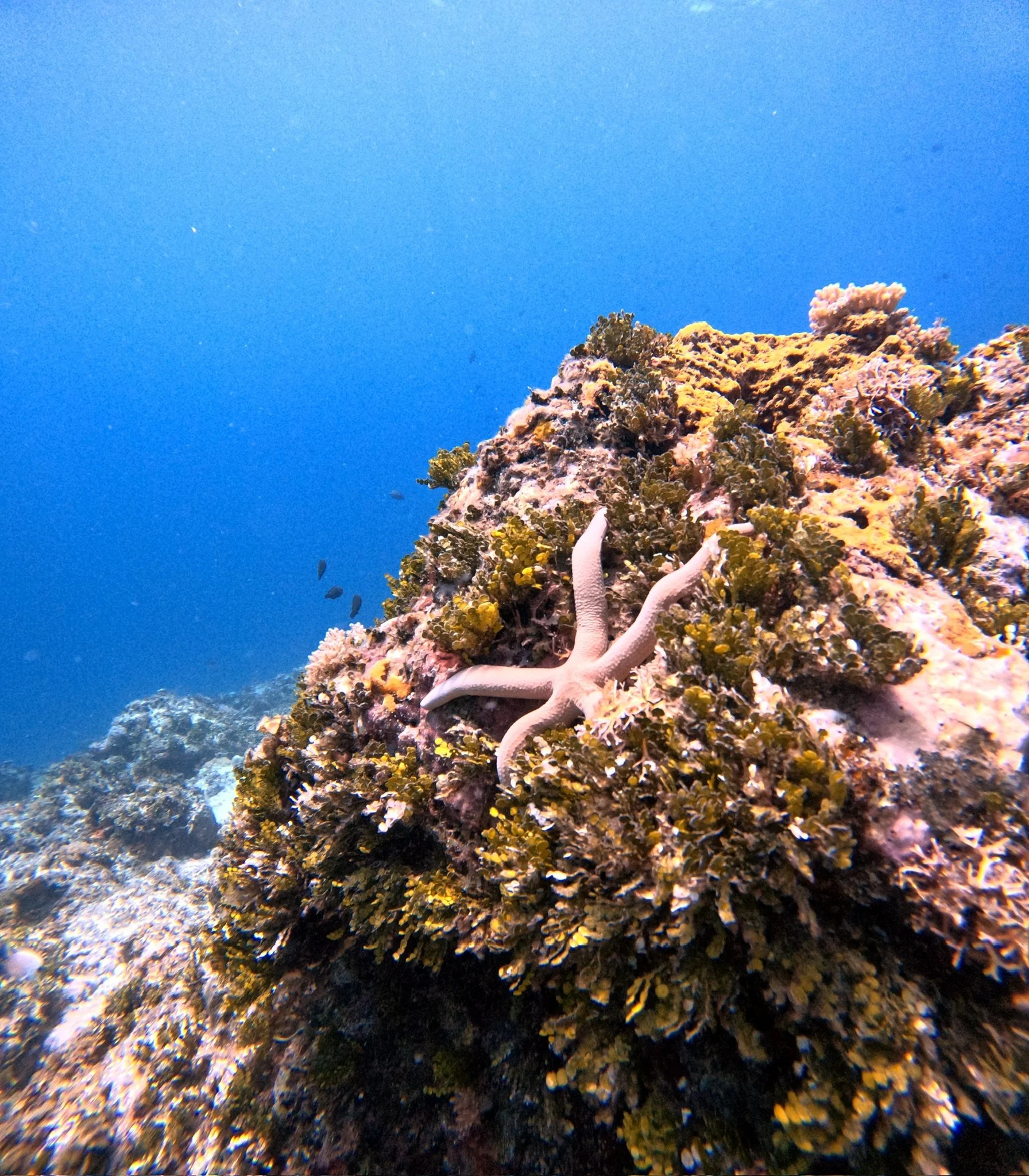 Une scène sous-marine avec une étoile de mer beige sur un corail coloré, fond bleu clair.