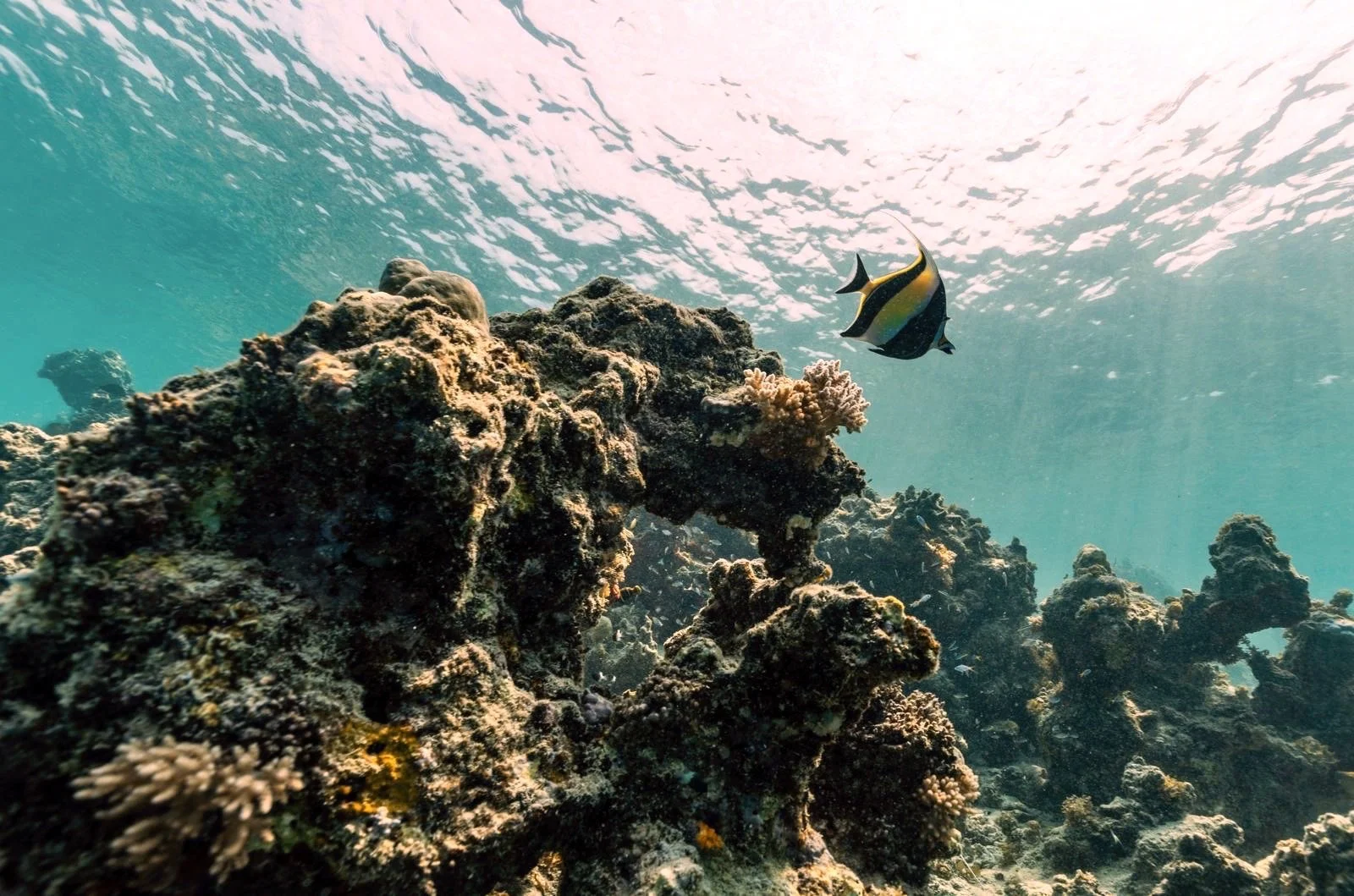 Scène sous-marine avec un récif de corail et un poisson tropical nageant à côté.