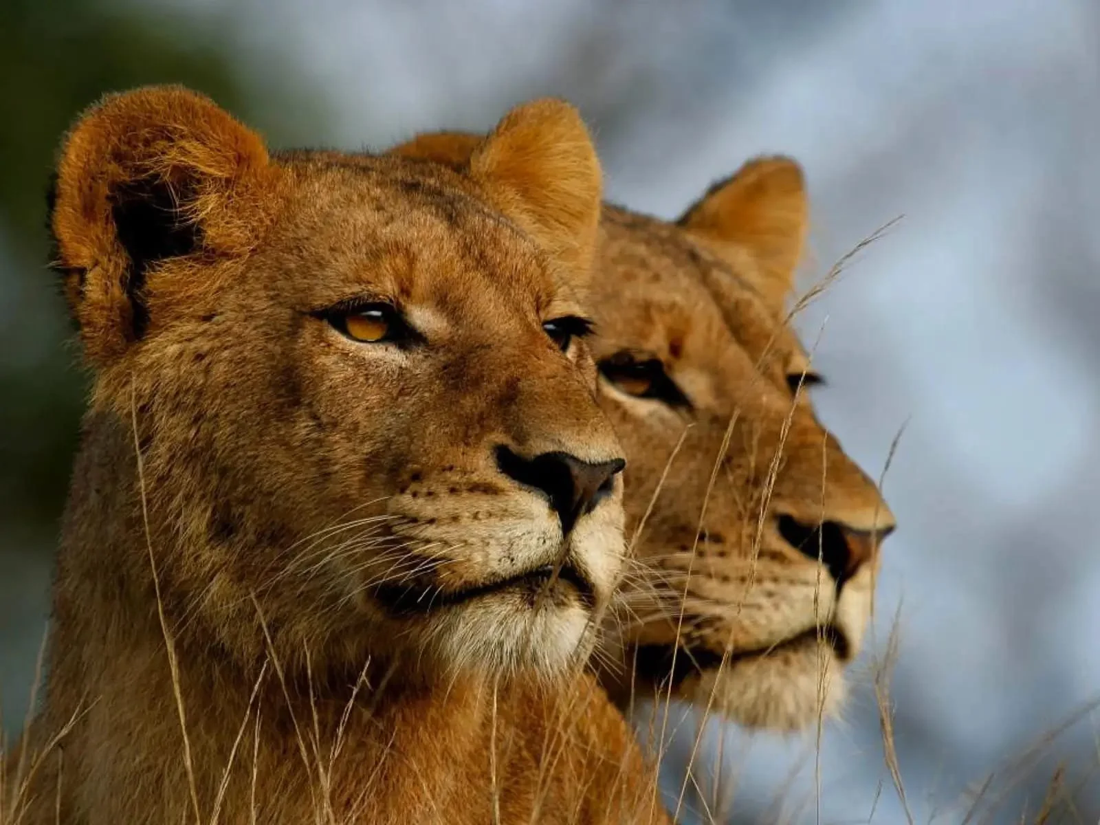 Deux lions femelles regardant au loin, dans la savane, avec des herbes hautes devant elles et un ciel nuageux en arrière-plan.