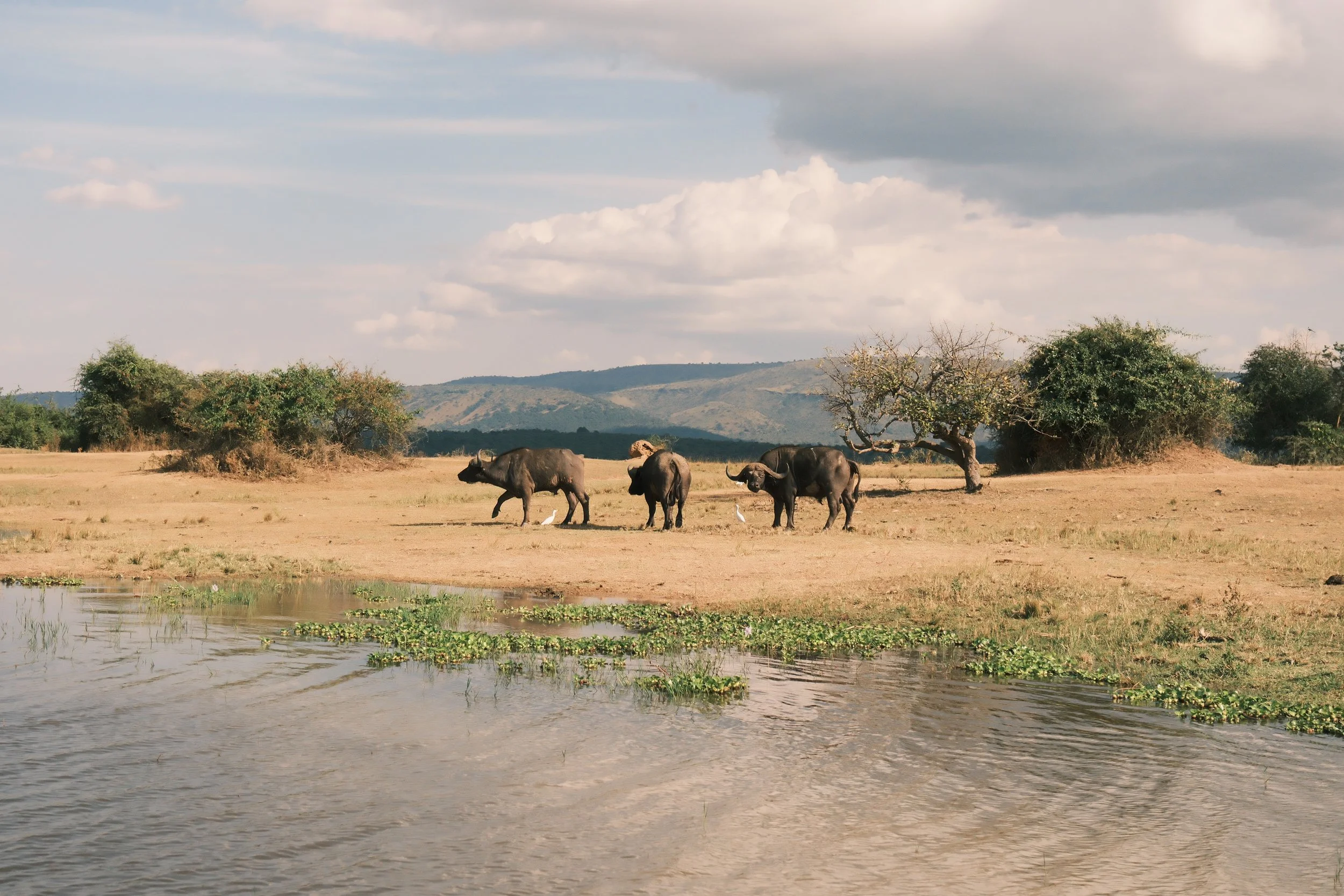 Trois buffles africains près d'un point d'eau dans une savane avec des arbres et des montagnes en arrière-plan.