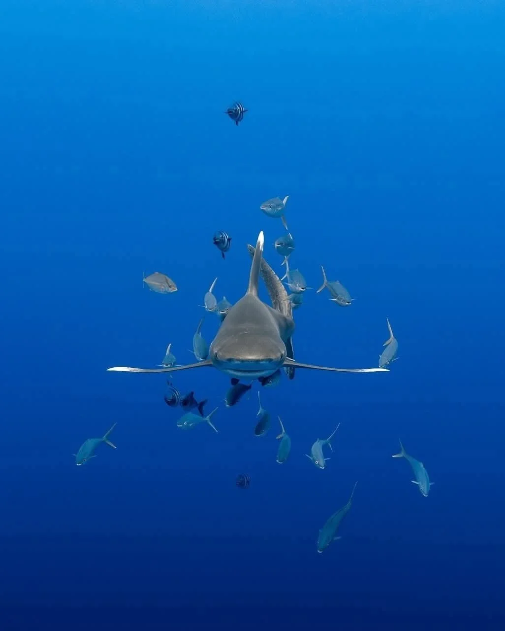 Un requin nage dans l'océan avec plusieurs poissons autour, vue sous-marine en eaux profondes.