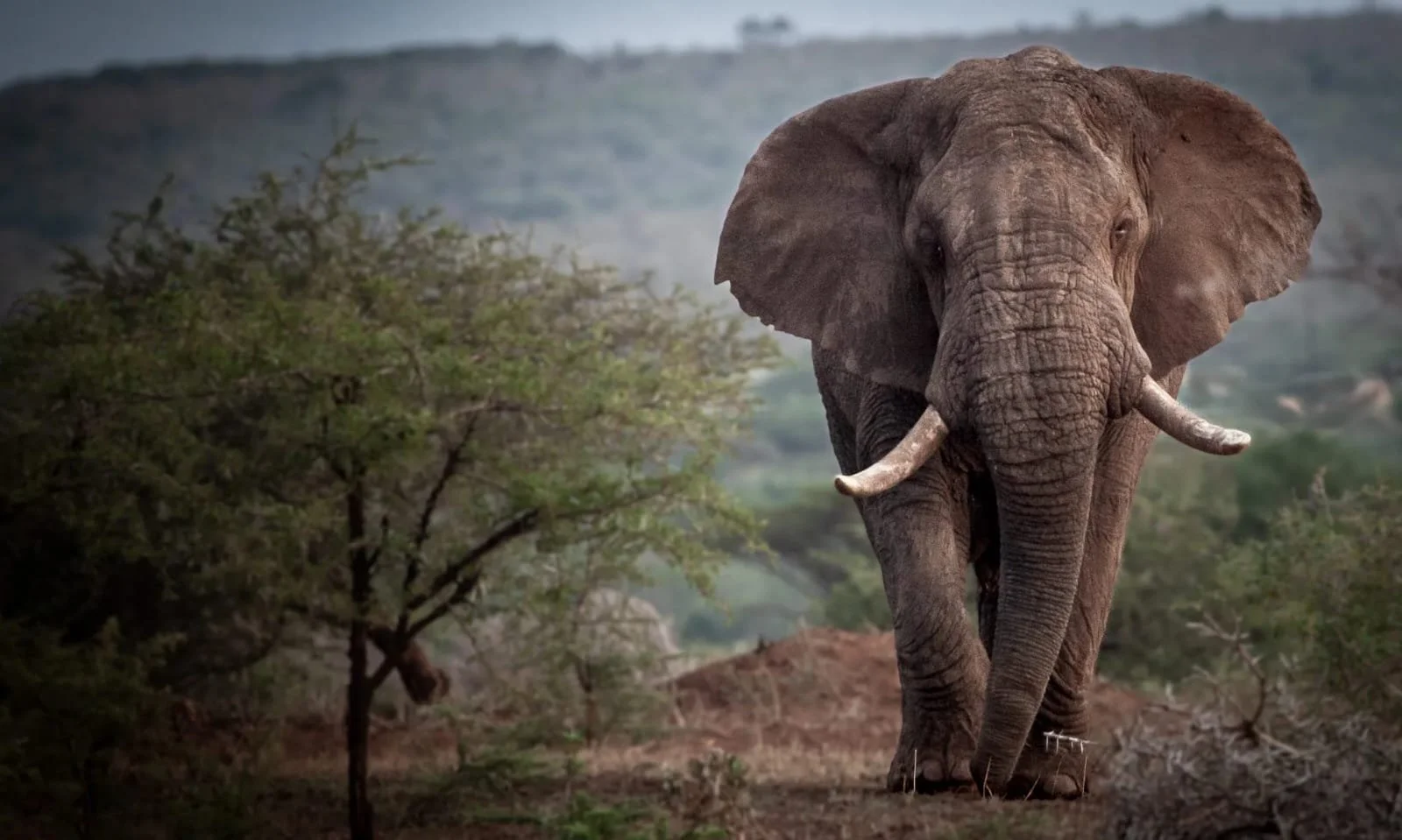 Un éléphant marchant dans la savane avec des arbres et des montagnes en arrière-plan.