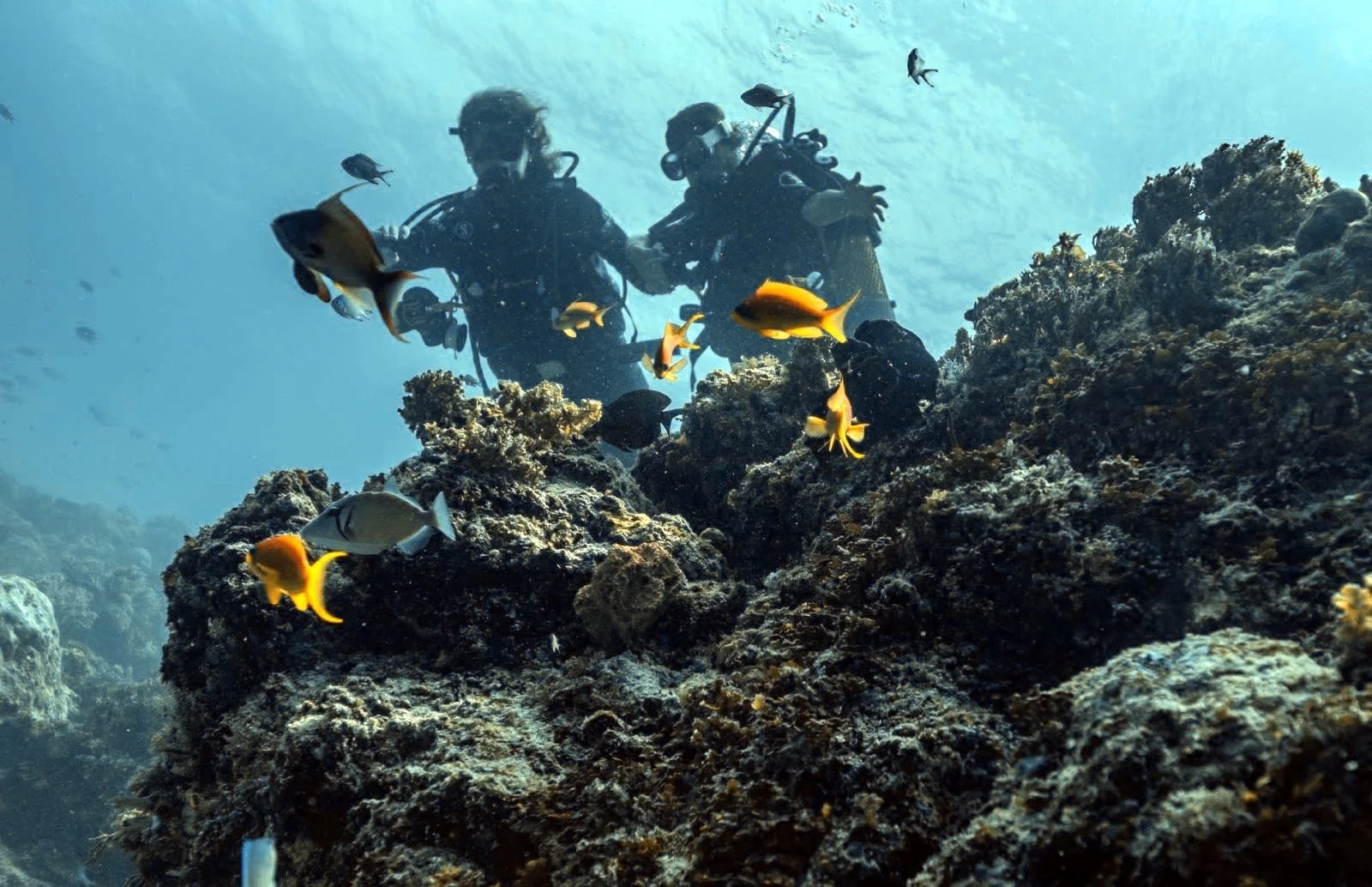 Deux plongeurs sous-marins nageant près de récifs coralliens avec des poissons colorés dans l'océan.