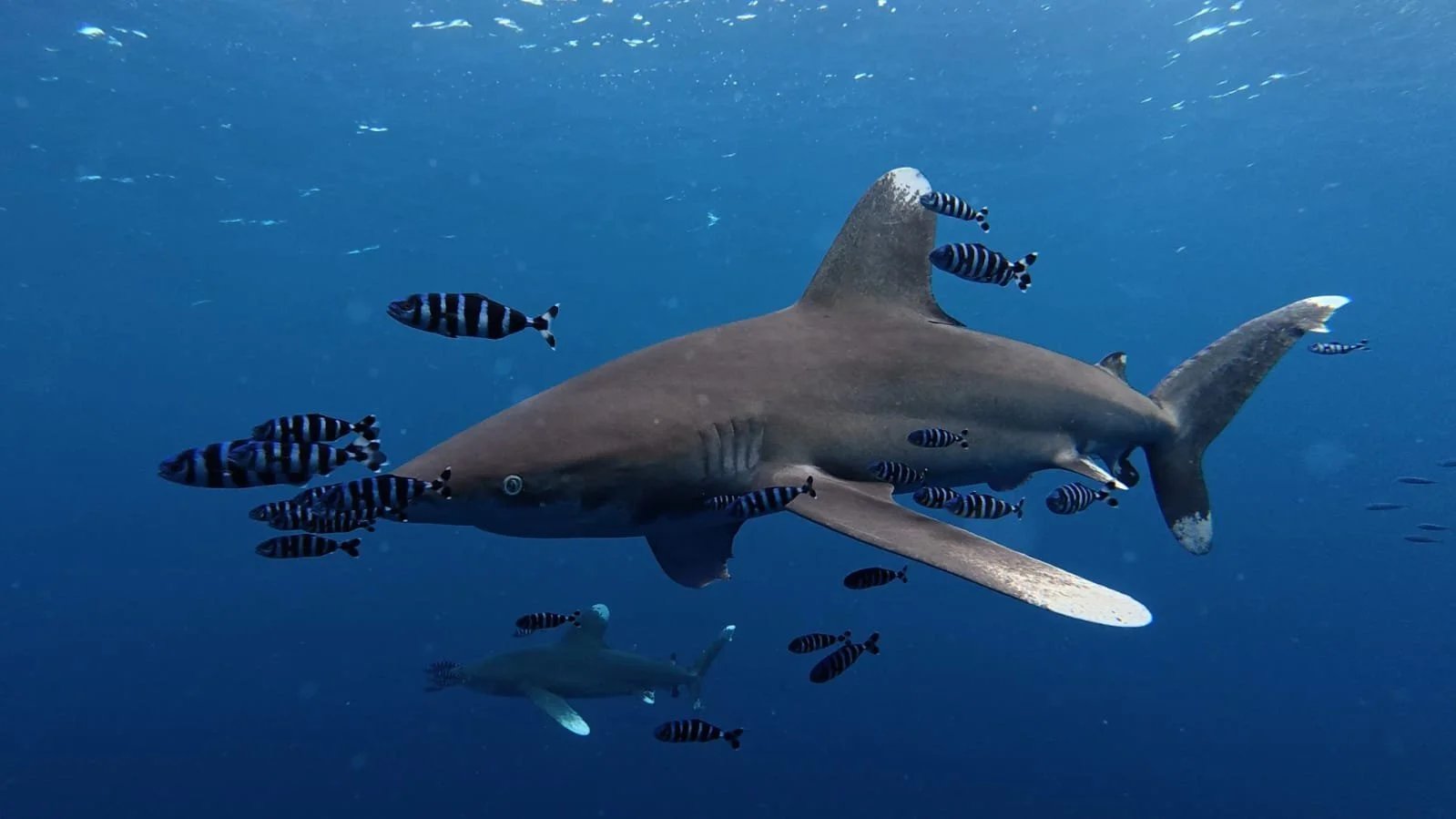 Un requin nage parmi des poissons rayés noirs et blancs dans l'océan.