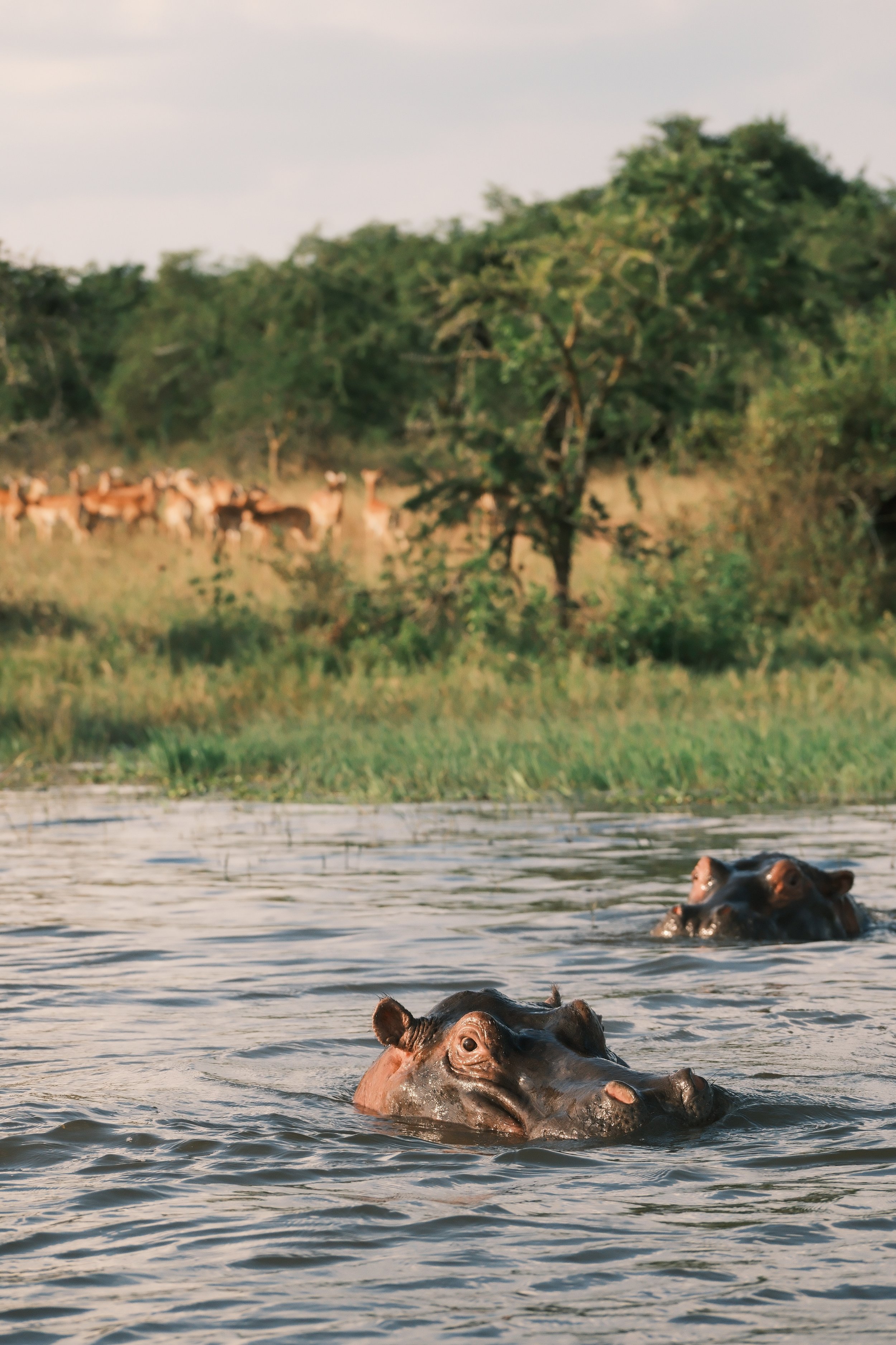 Deux hippopotames nagent dans une rivière avec une forêt en arrière-plan et un groupe d'oryx en contrebas.