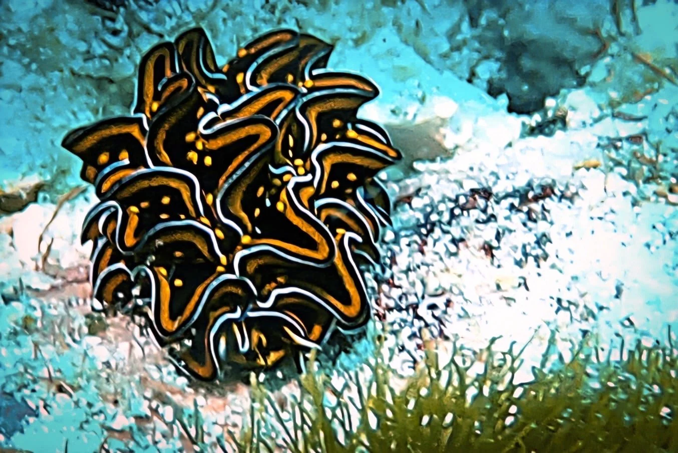 Une nudibranche noire jaune et blanche sur fond sableux.