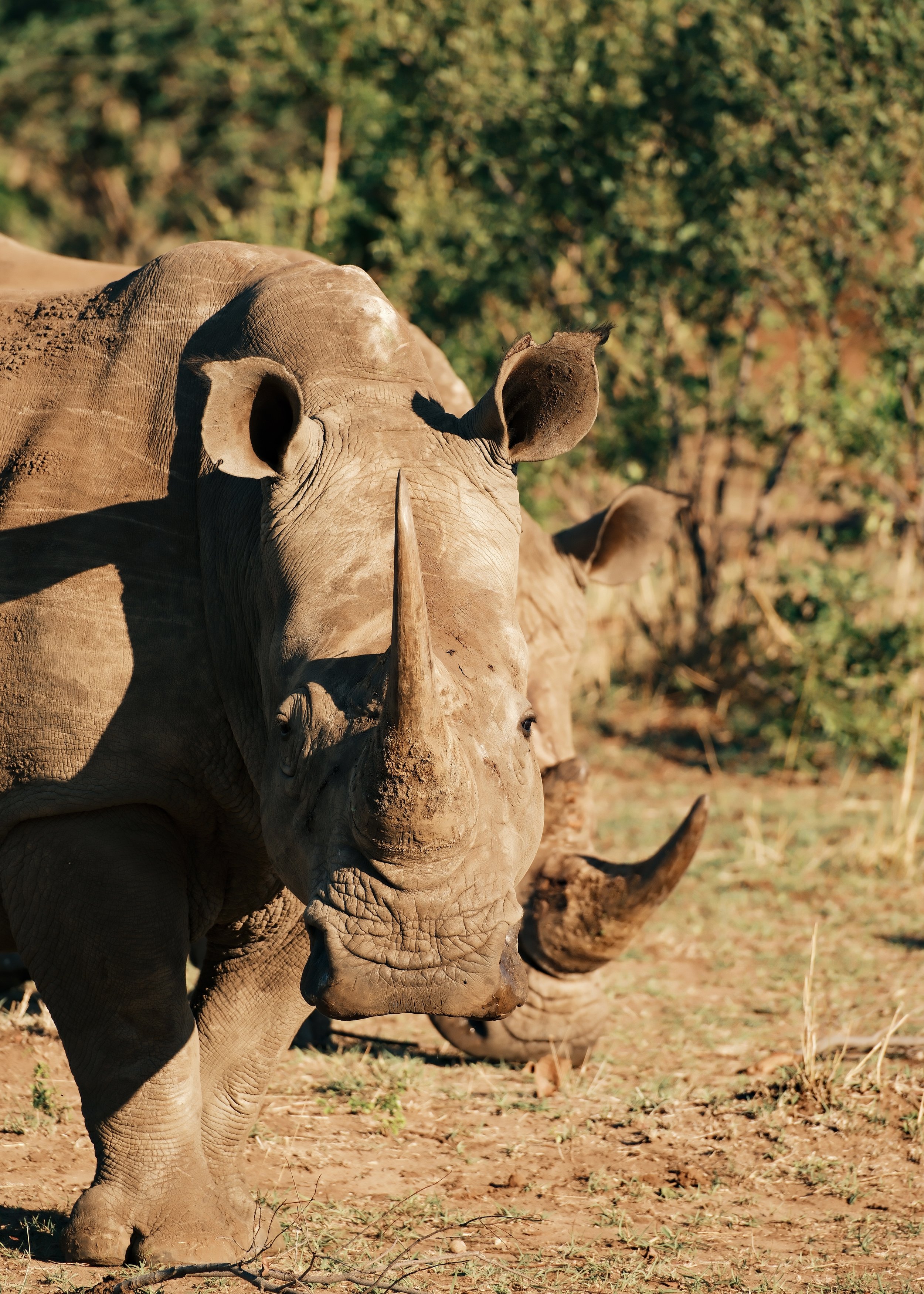 Trois rhinocéros noirs marchant dans la savane avec des arbres en arrière-plan.
