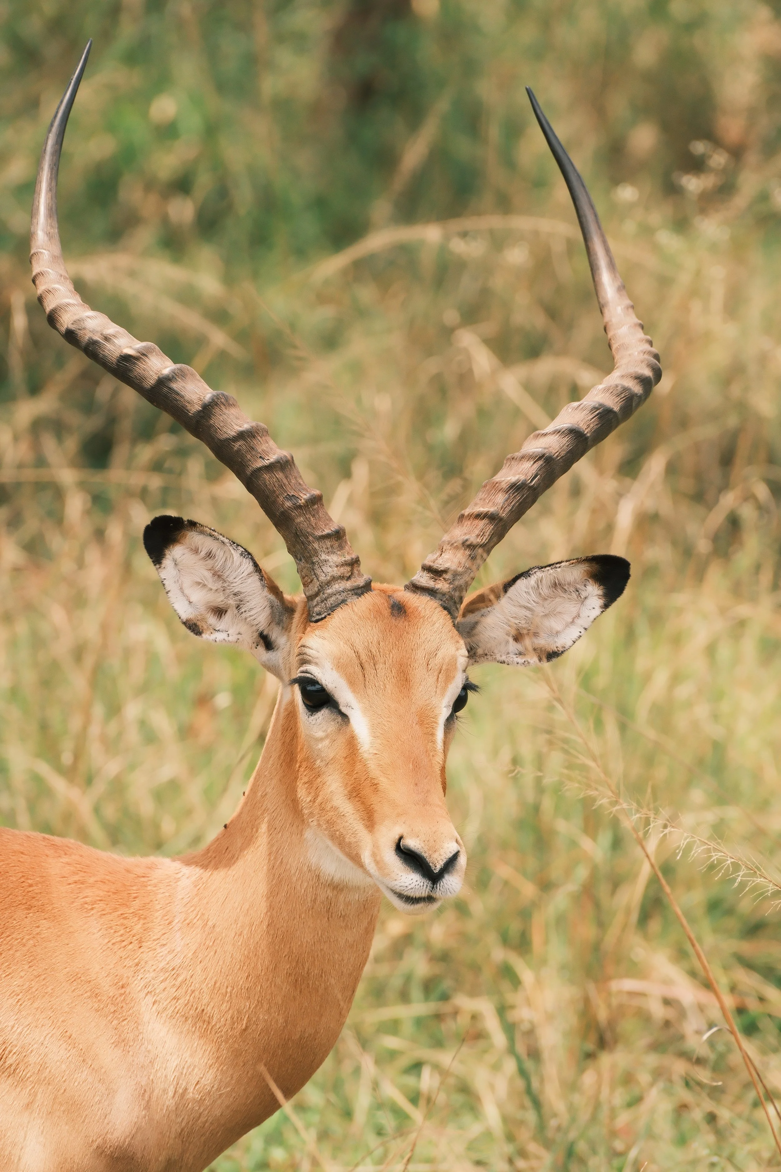 Un animal sauvage, un impala, avec de longues cornes torsadées dans une végétation dense.