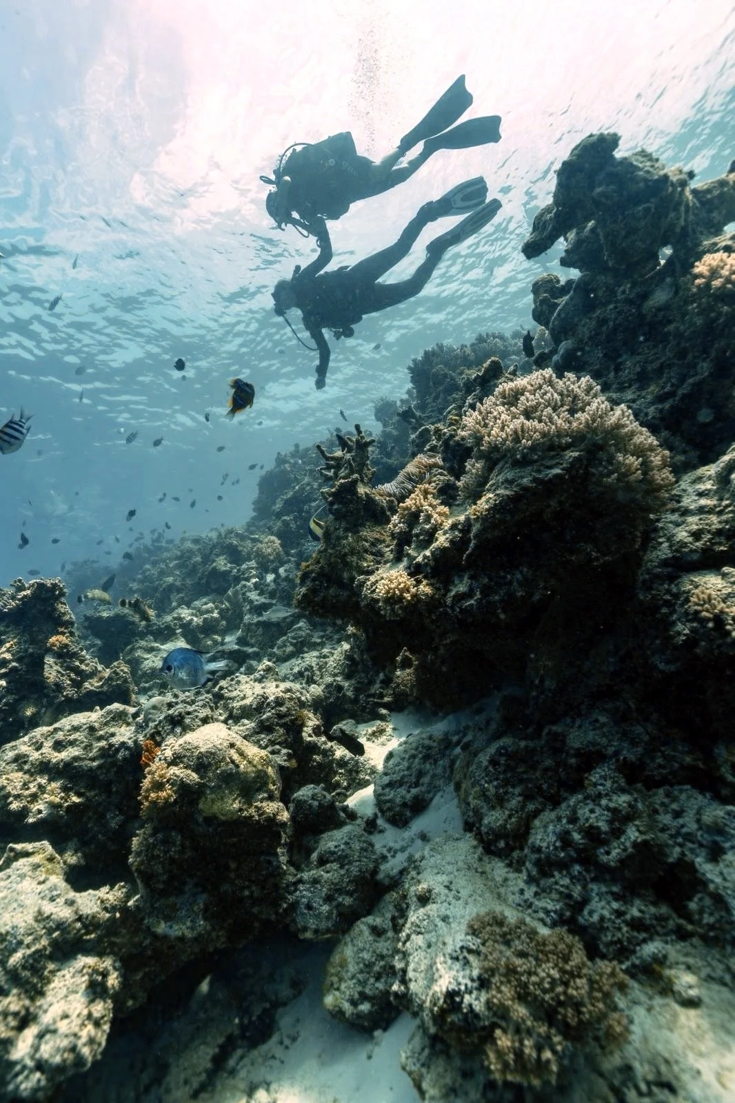 Deux plongeurs explorant un récif corallien sous l'eau, entourés de poissons.