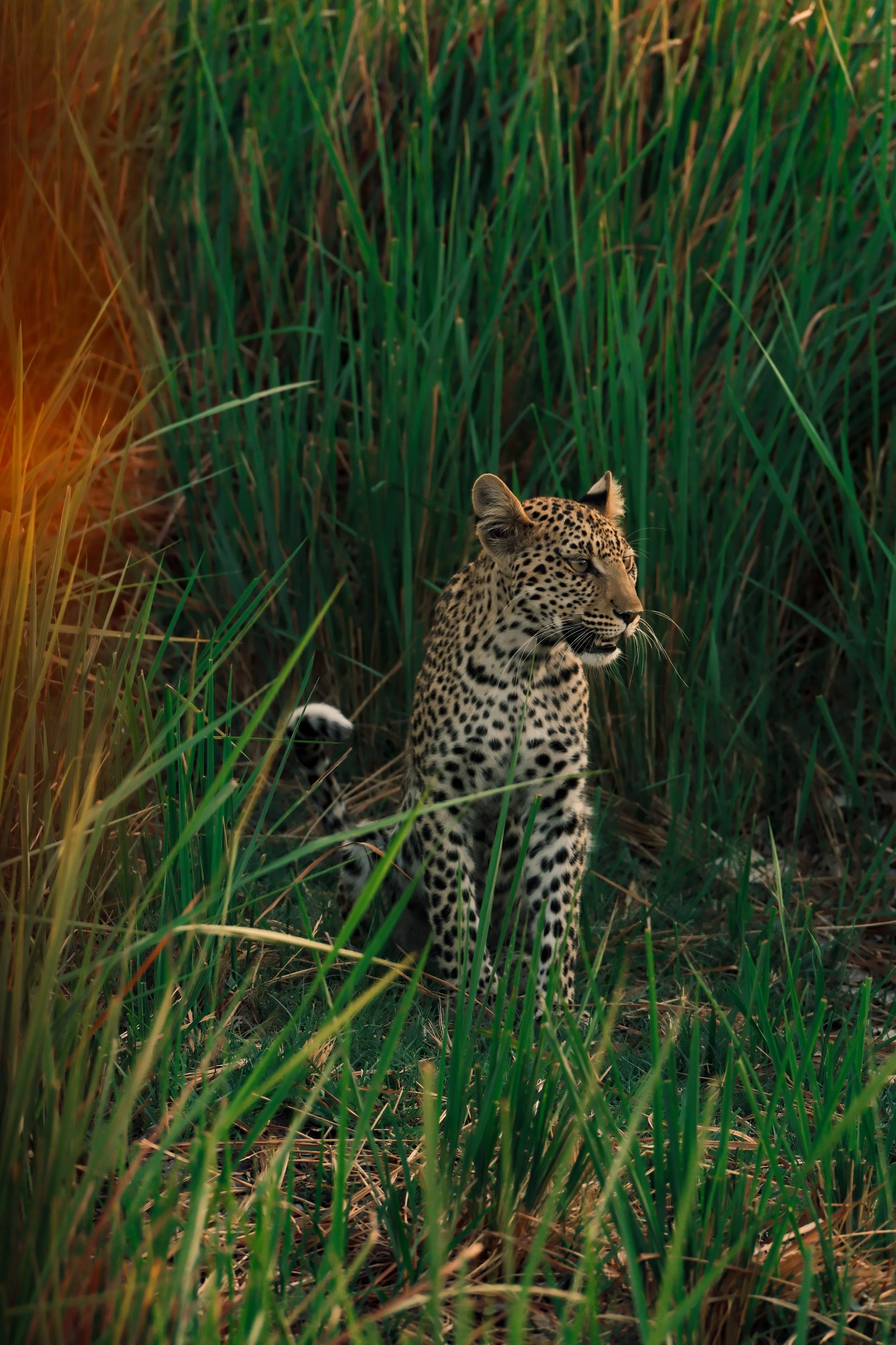 Un jaguar dans la jungle avec des hautes herbes vertes et sèches.