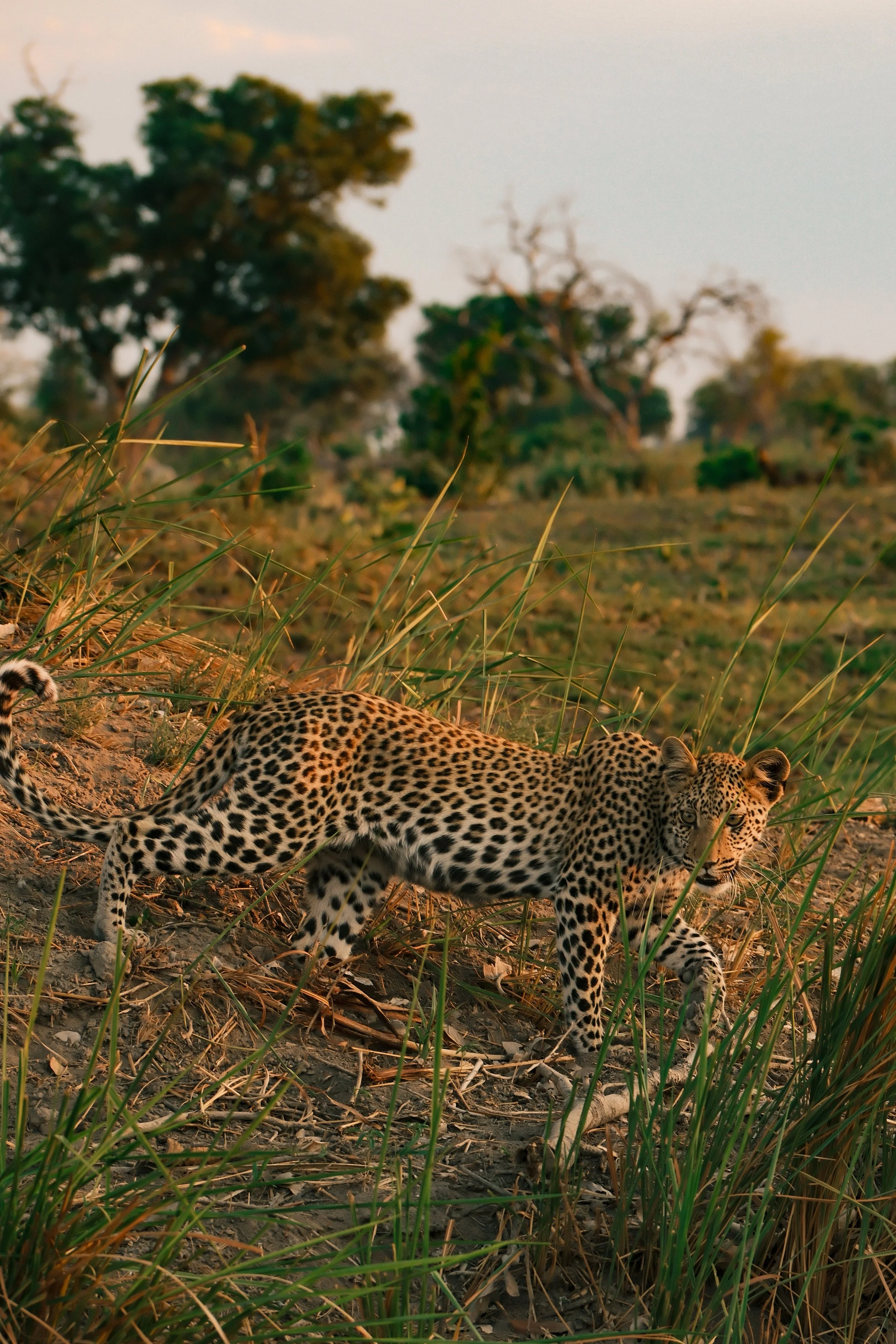 Un léopard dans la savane africaine, avec des arbres en arrière-plan.