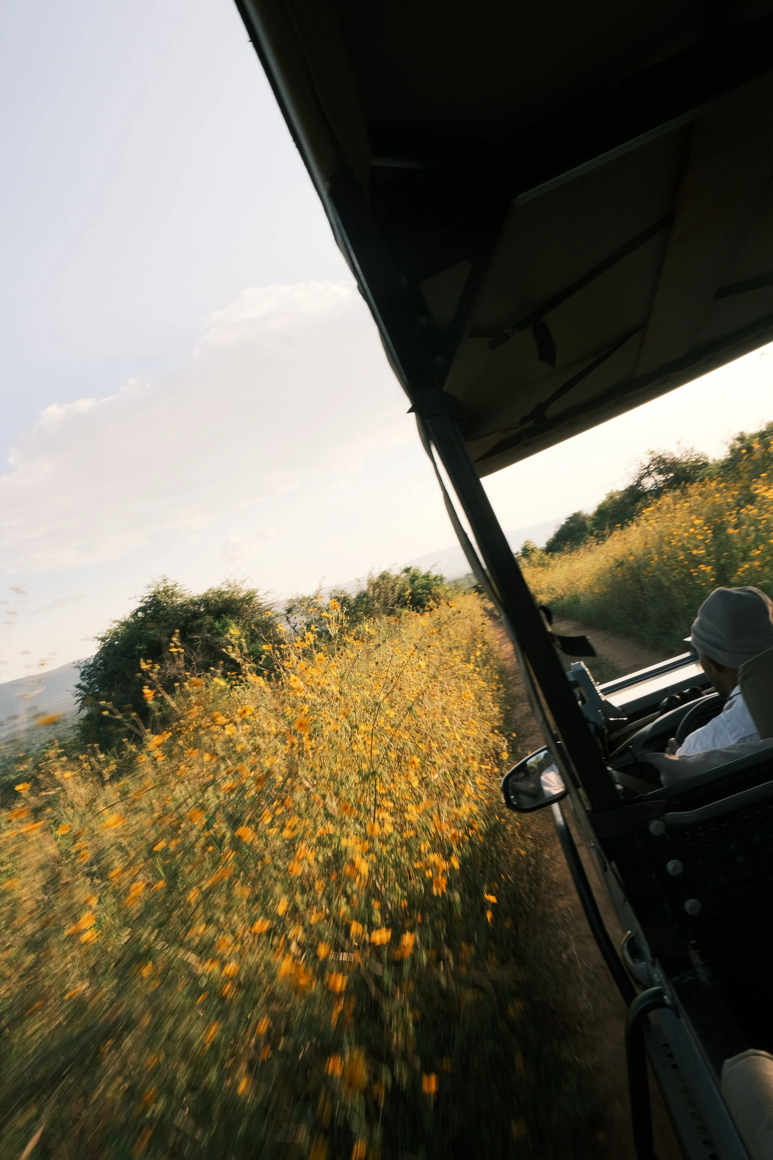 Vue depuis un véhicule roulant sur une route dans une réserve en Afrique du Sud bordée de fleurs jaunes, avec un ciel partiellement nuageux et des arbres en arrière-plan.