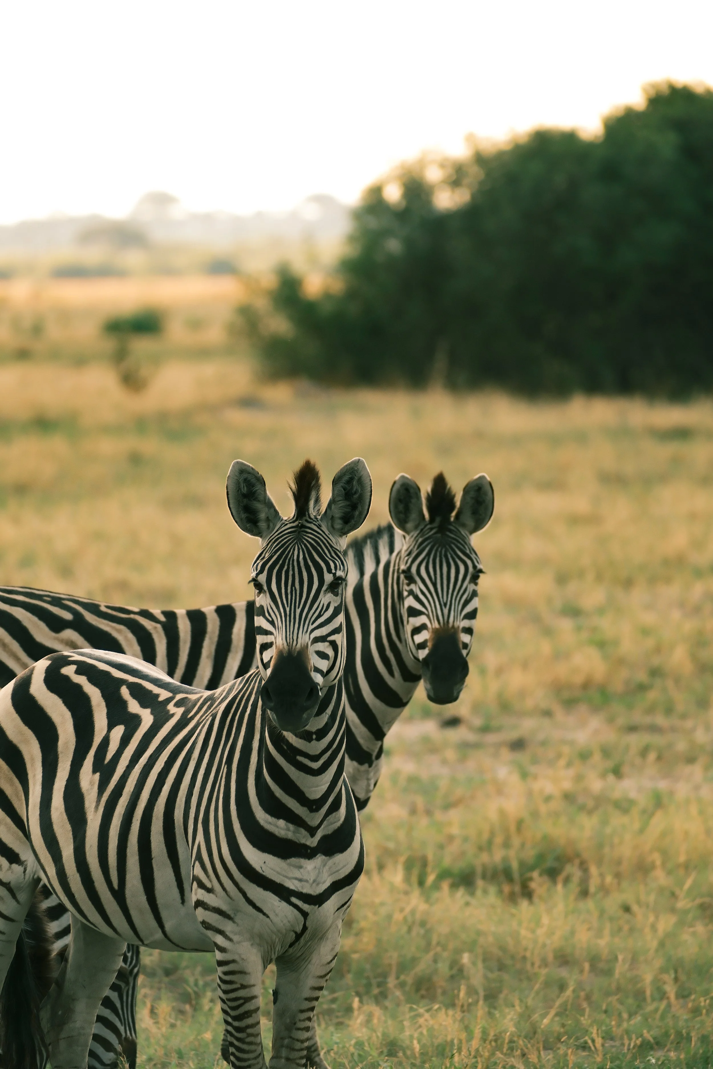 Groupe de zèbres dans la savane africaine.