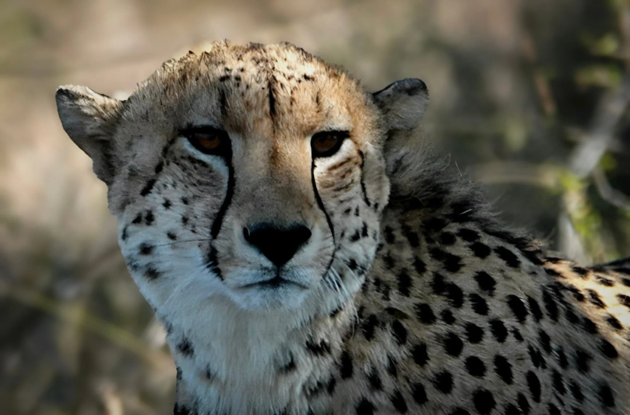 Un guépard regardant vers la caméra dans une forêt ou un environnement naturel.
