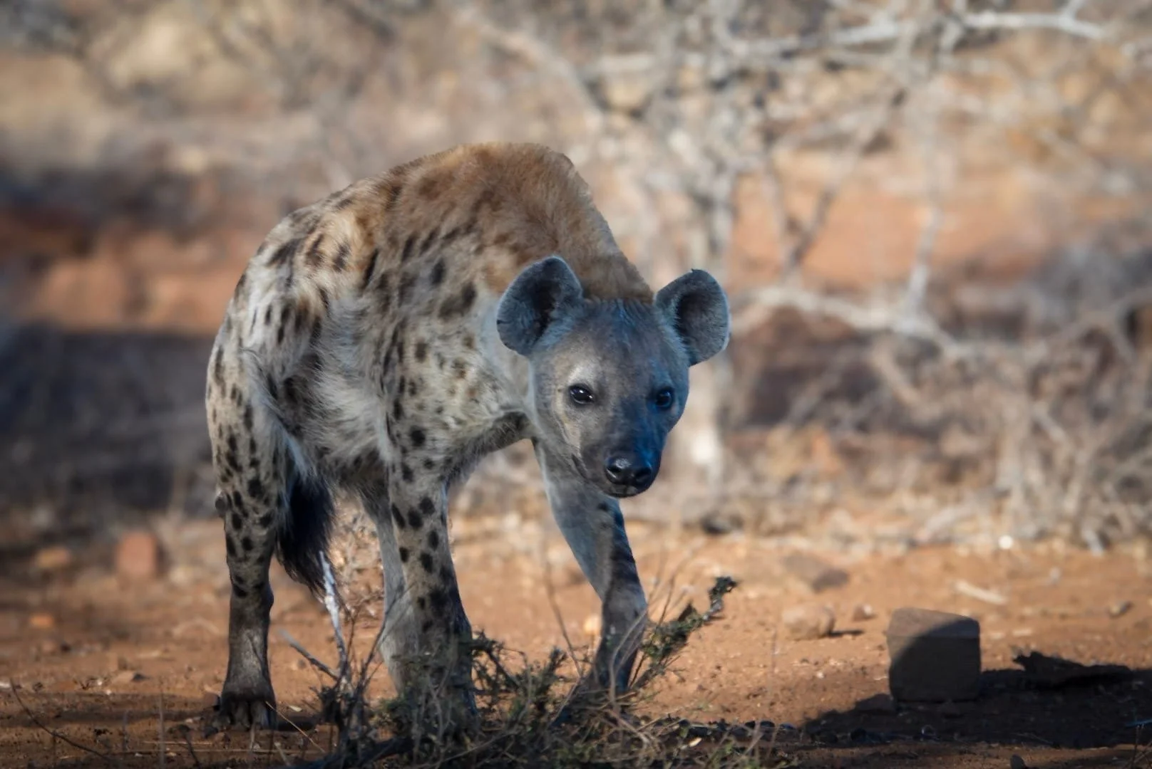 Jeune hyène à face noire avec des oreilles arrondies, tournant la tête vers l'objectif, dans un environnement de terre et de rochers.