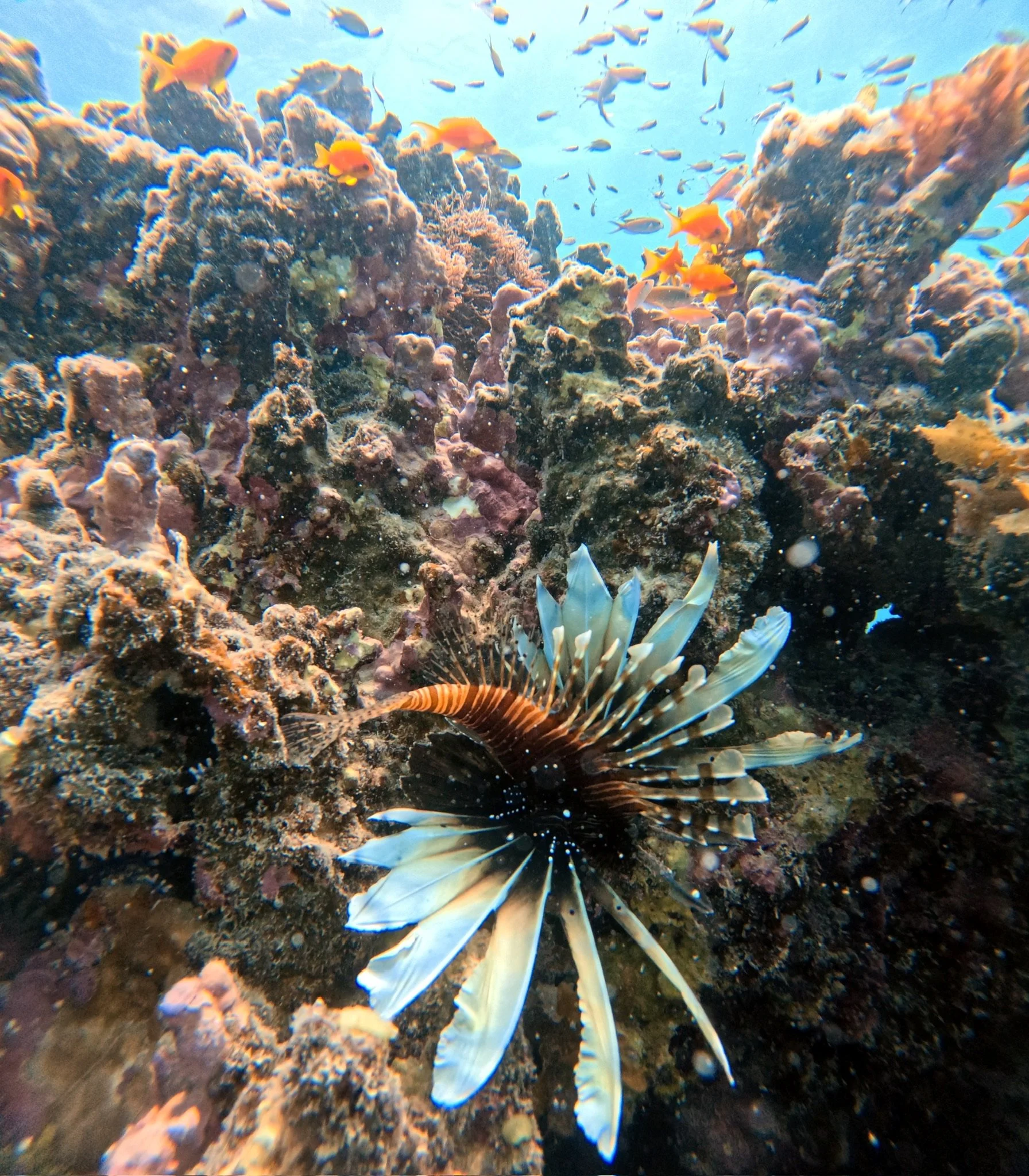 Récif de corail avec plusieurs poissons colorés nageant autour, et une créature marine avec des nageoires longues et fines, un lionfish, au centre de l'image.