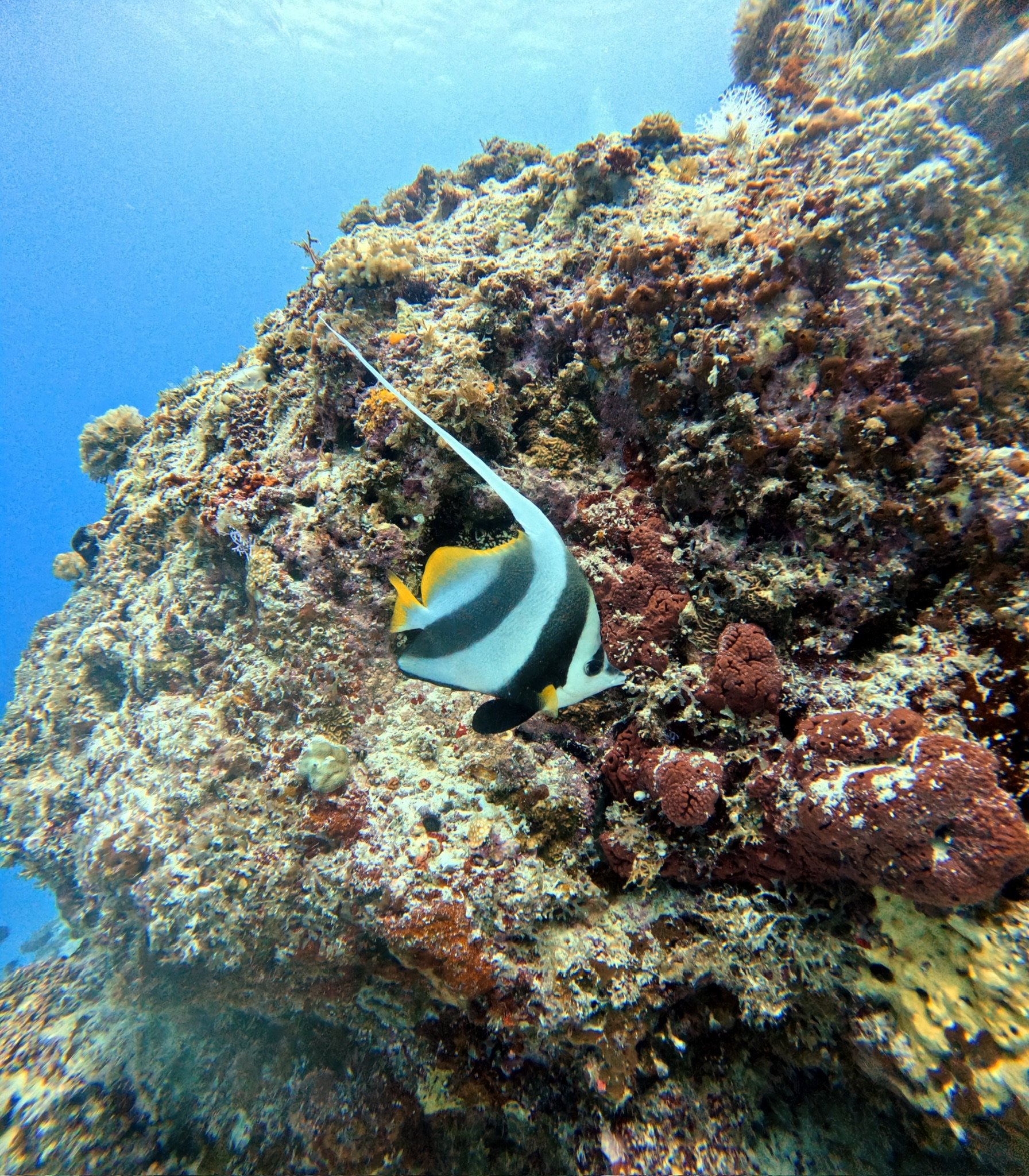 Poisson clown noir et blanc nageant près d'une roche corallienne sous l'eau.